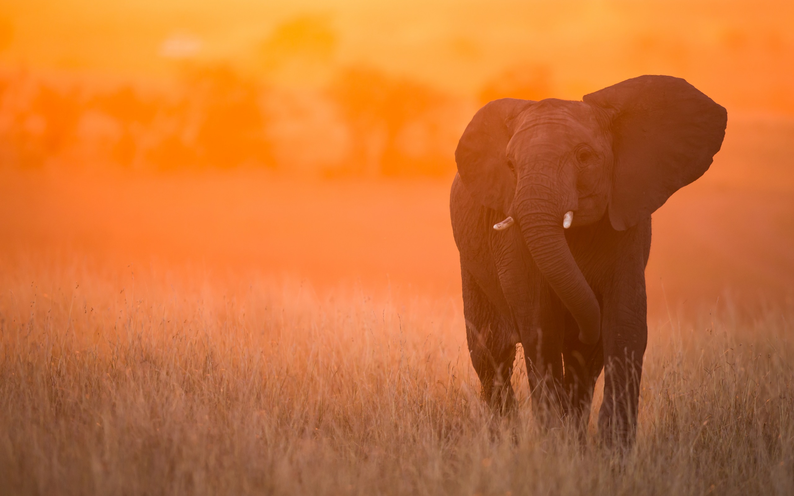 Africa 4K wallpapers for your desktop or mobile screen free and easy to  download