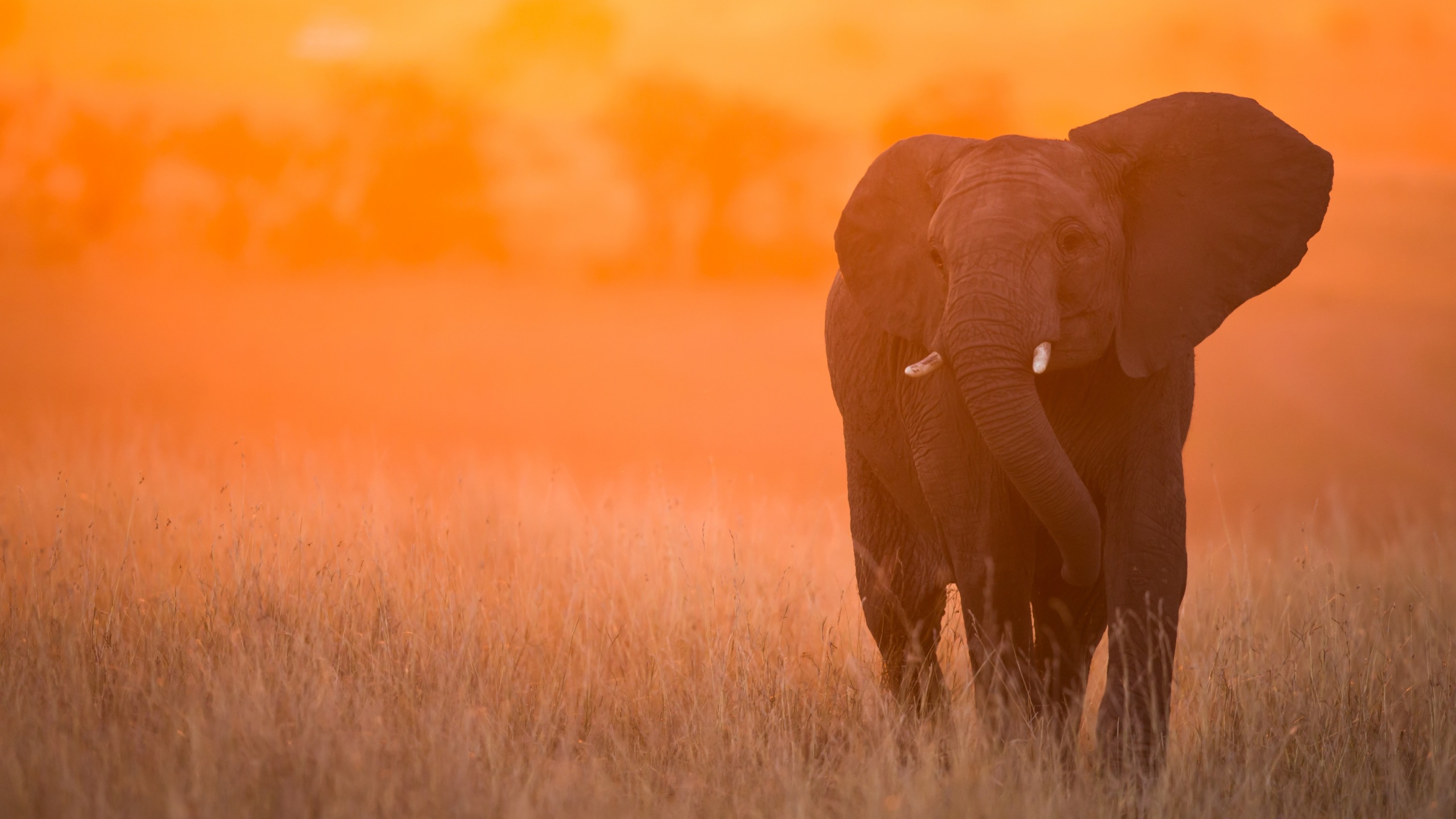 3840x2160 Resolution Elephant In Sunset Kenya Africa 4k Wallpaper