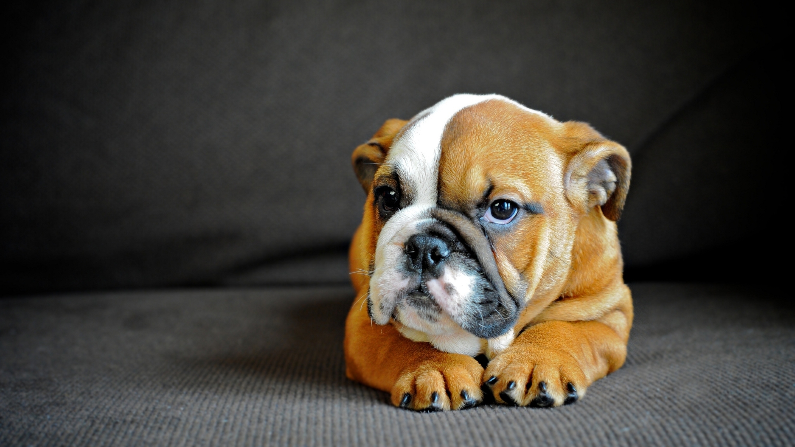 2560x1440 english bulldog, puppy, dog 1440P Resolution Wallpaper, HD Animals 4K Wallpapers