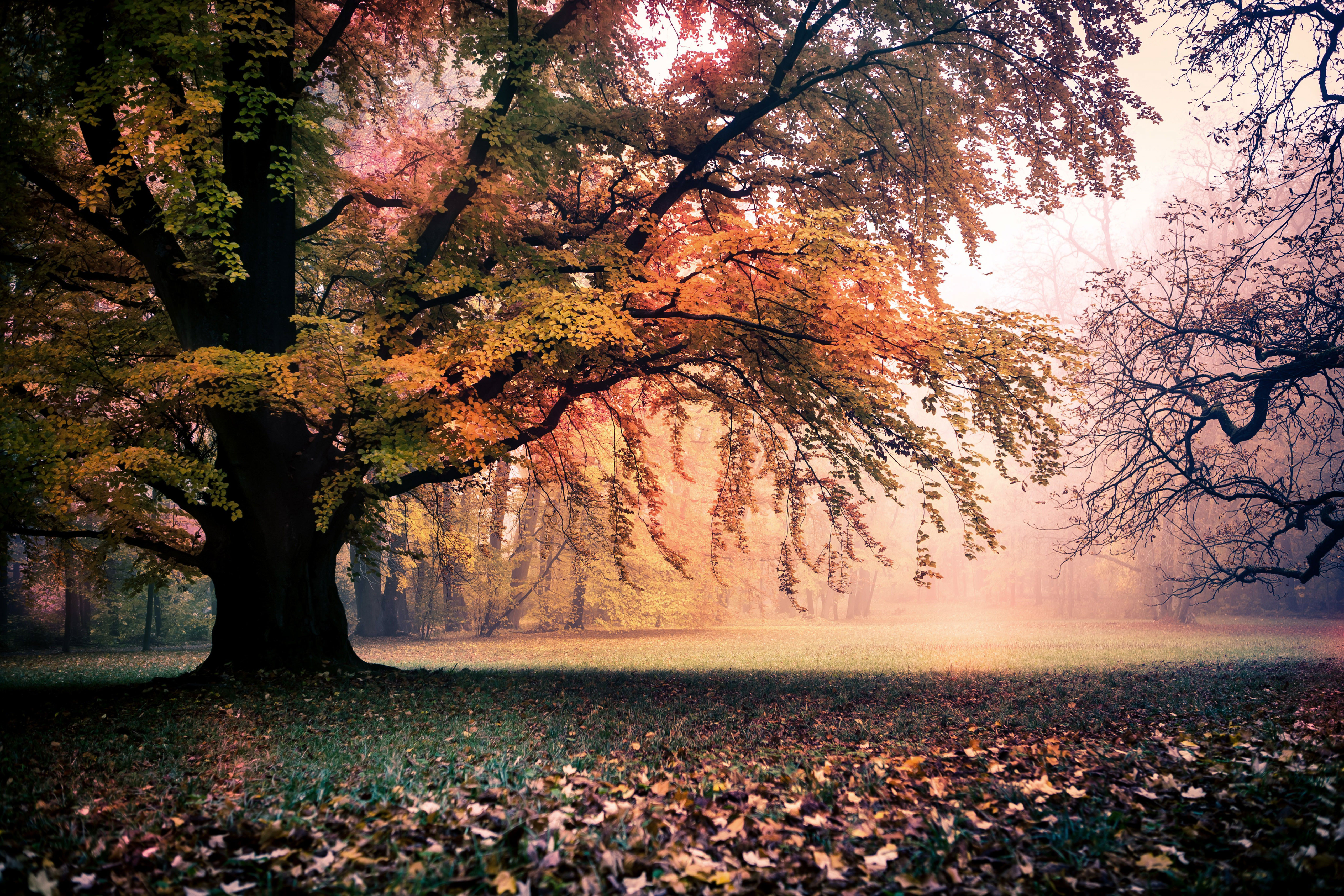 Natural fall. Осень. Осенний пейзаж. Осеннее дерево. Красивое дерево.