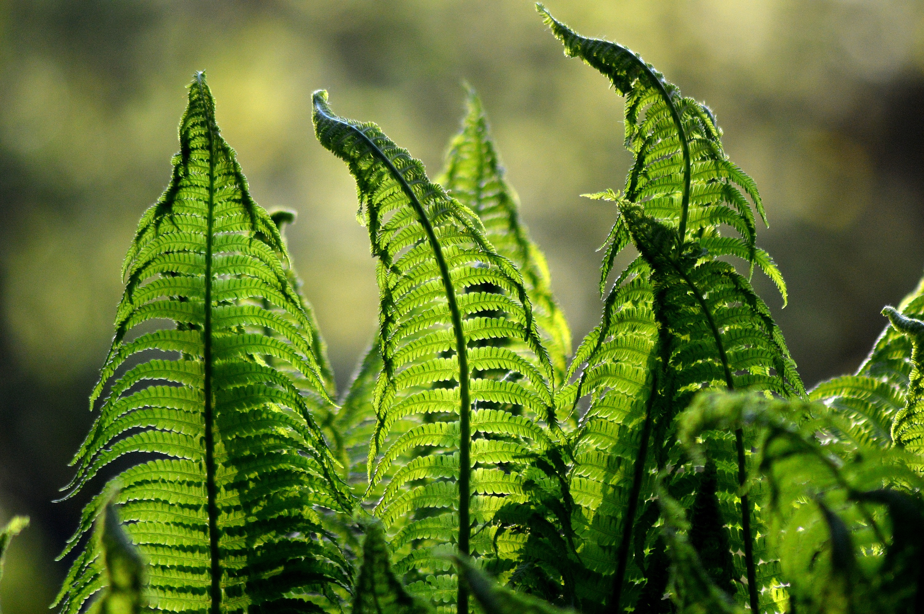 fern, leaves, plant Wallpaper, HD Nature 4K Wallpapers, Images and