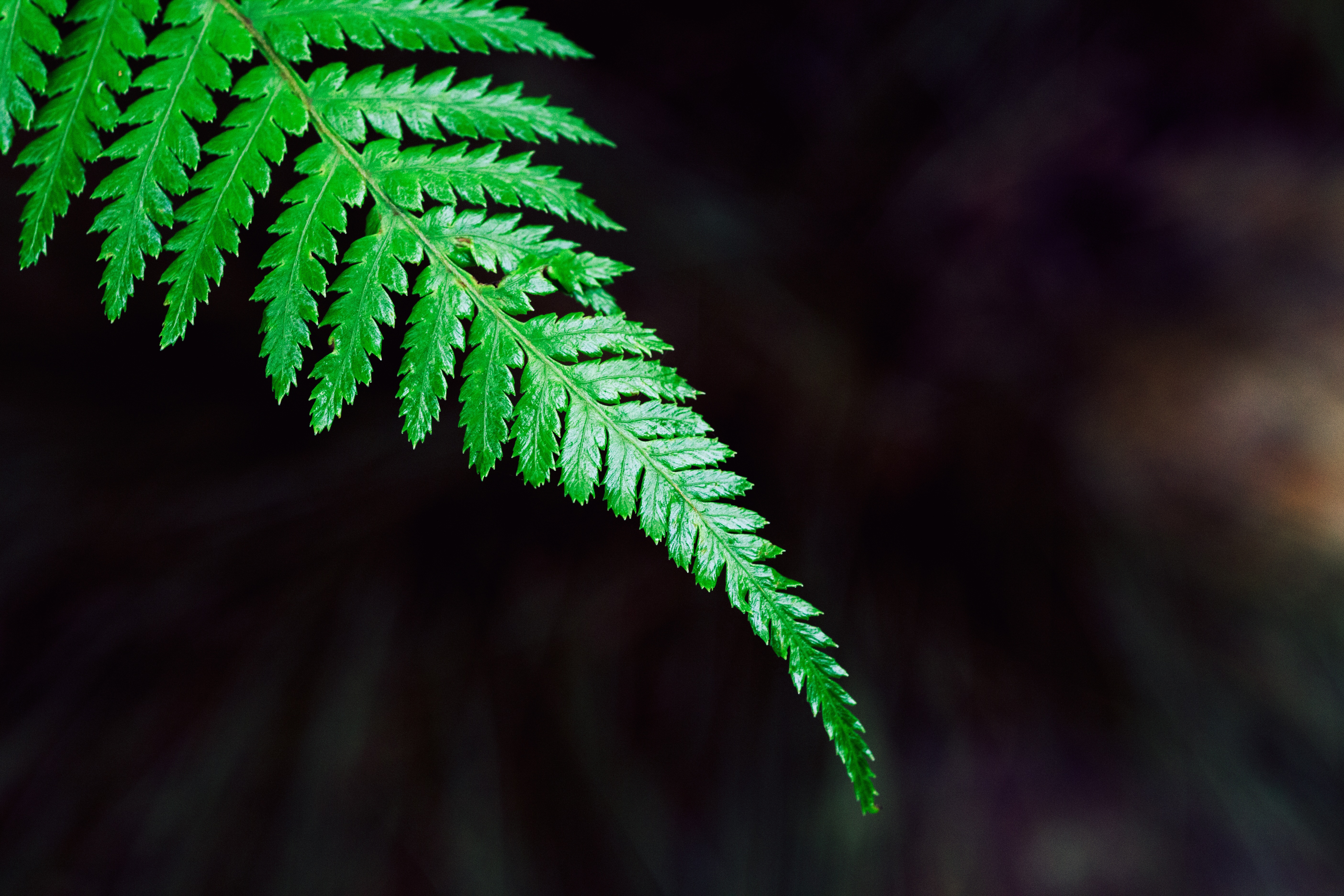 1920x1080 fern, plant, leaf 1080P Laptop Full HD Wallpaper, HD Nature 4K  Wallpapers, Images, Photos and Background - Wallpapers Den