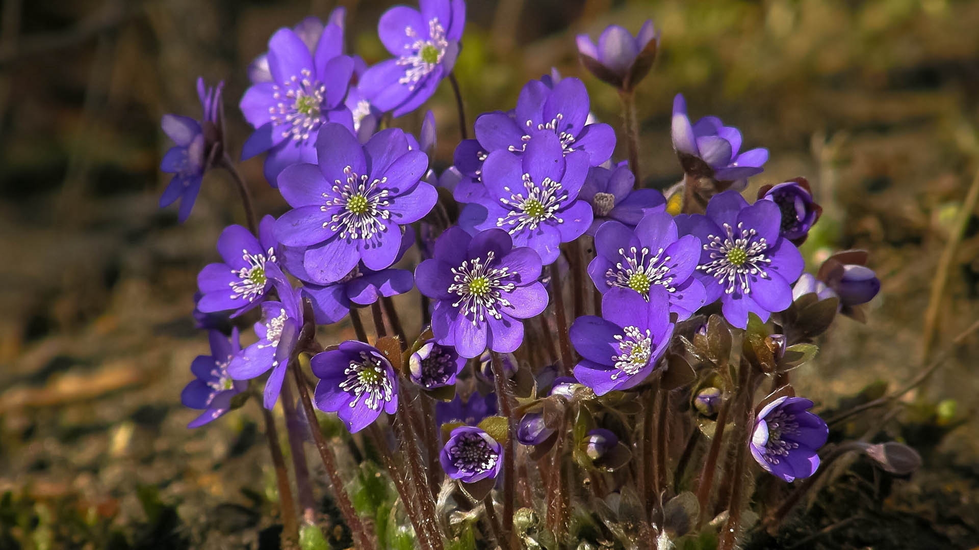 field, flowers, bloom Wallpaper, HD Flowers 4K Wallpapers, Images