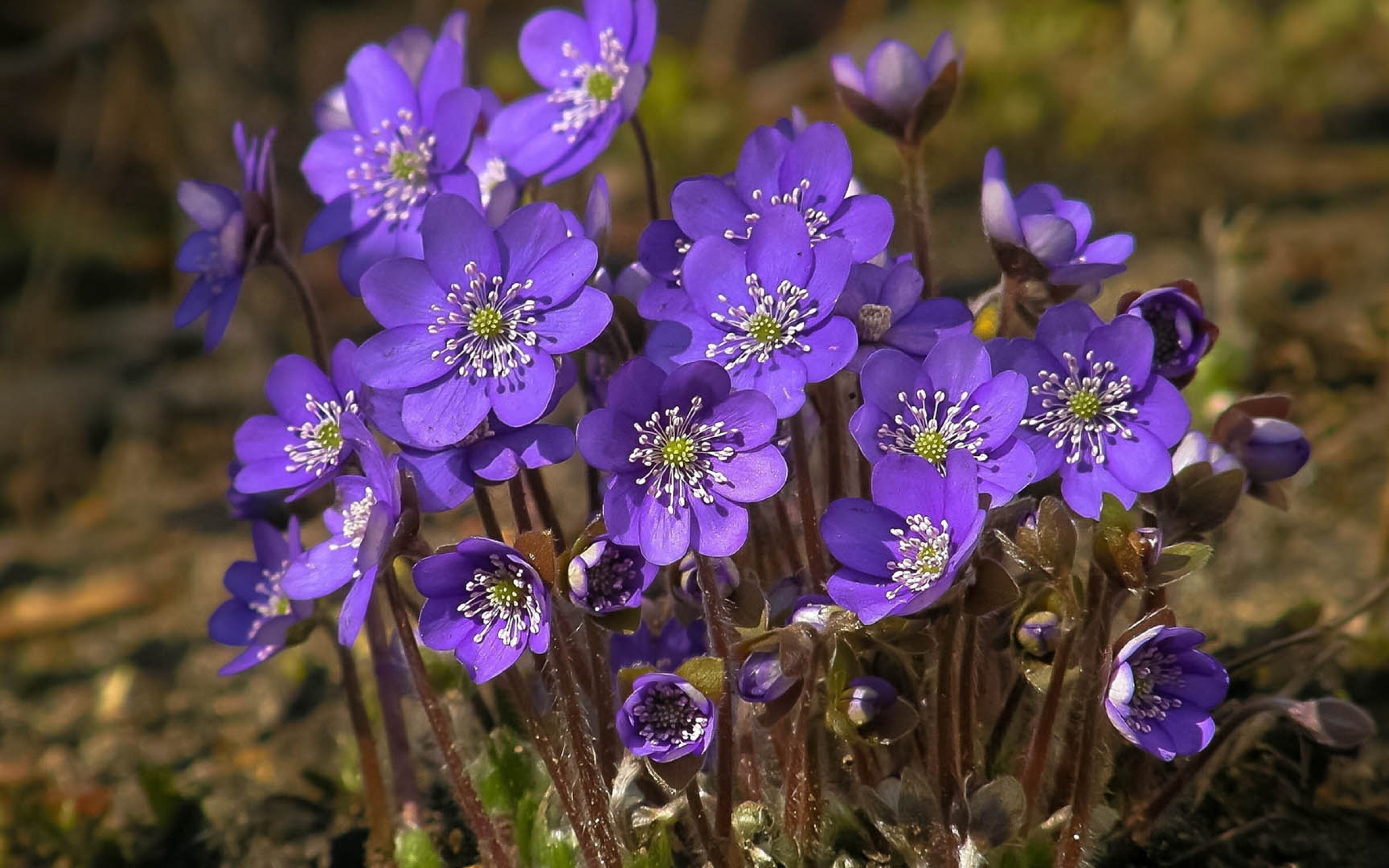 природа цветы фиалки nature flowers violets без смс