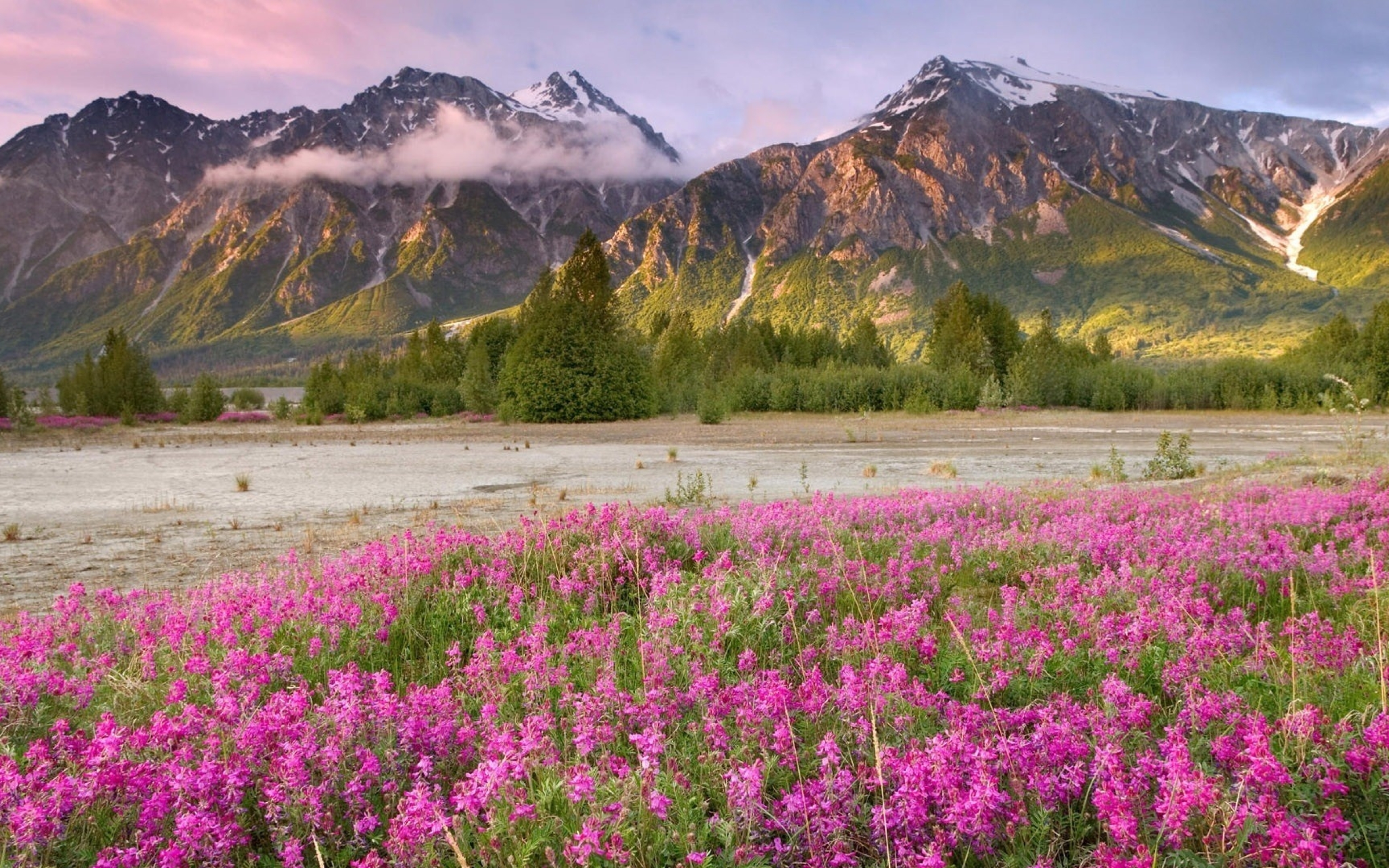 Розовые деревья в горах. Цветы Канады Банф. Альпийские Луга новая Зеландия. Луга Алтая горный Алтай.