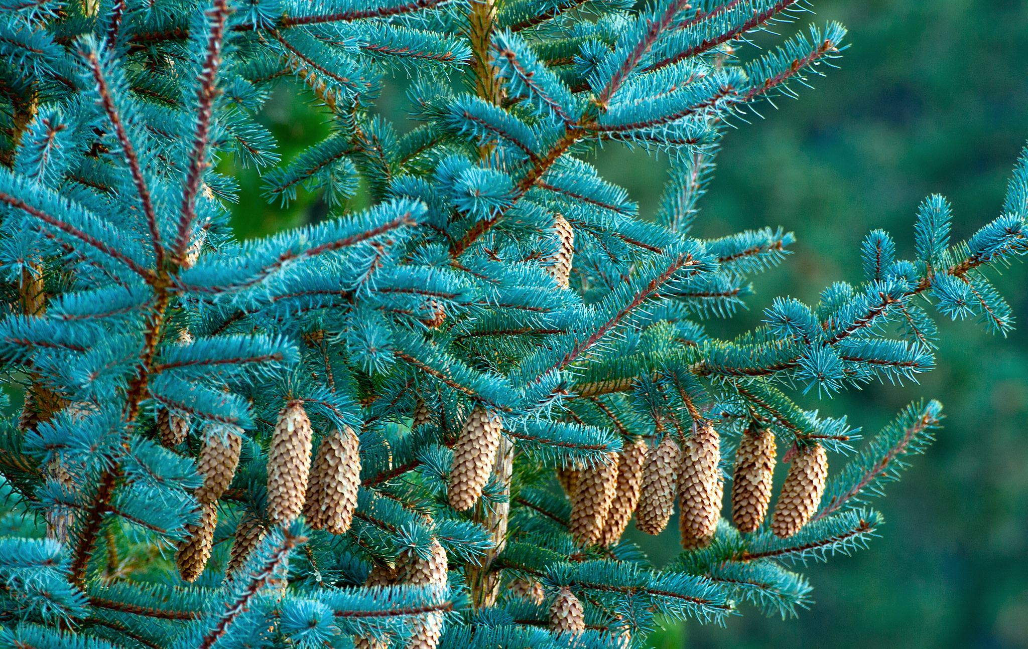 fir, branches, cones Wallpaper, HD Nature 4K Wallpapers, Images and