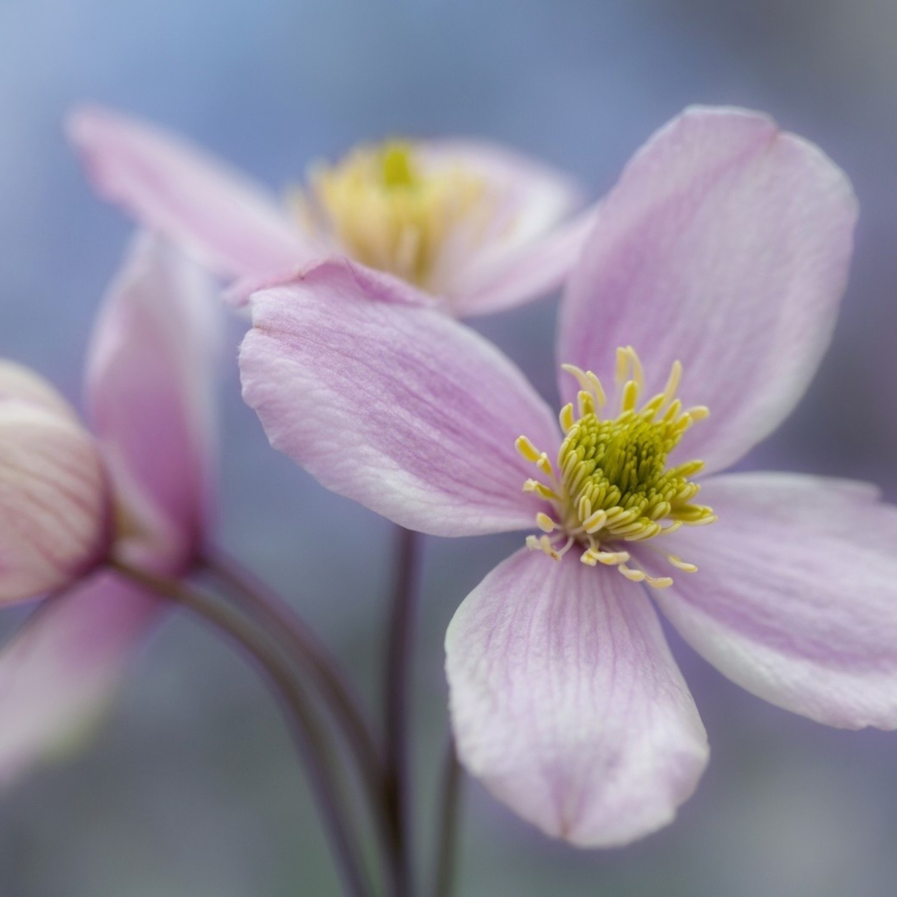 Flowers bloom. Цветок с четырьмя лепестками. Цветы макро. Цветок 5 лепестков. Розовый цветок с 4 лепестками.