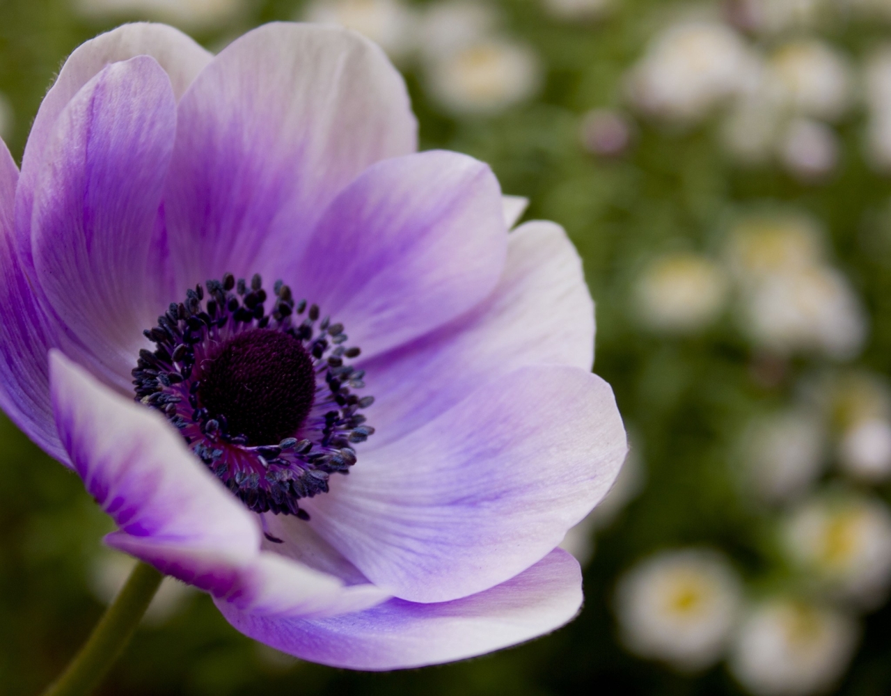 1280x1000-resolution-flower-petals-lilac-1280x1000-resolution