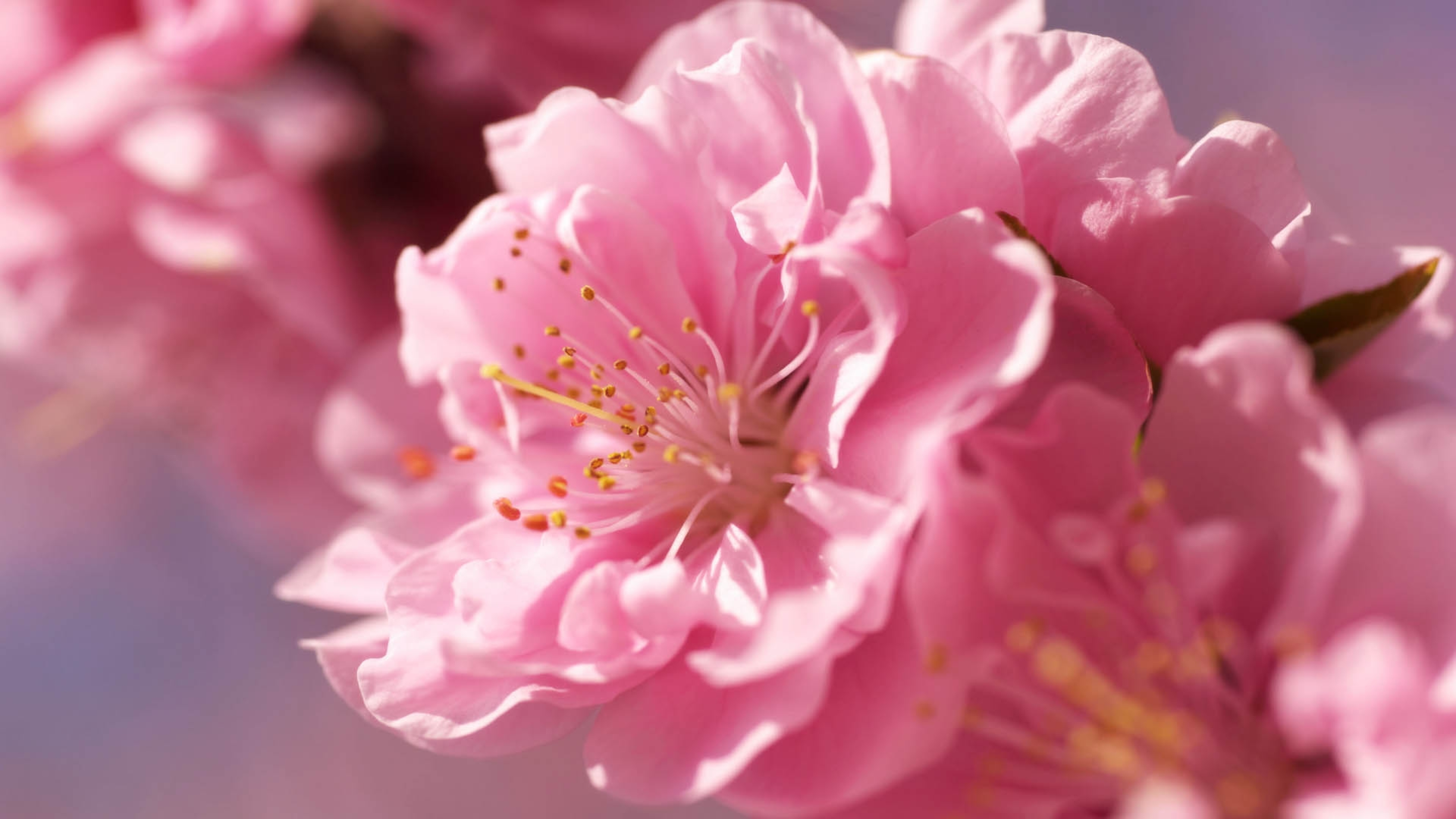 Фото в цвете. Пионы и Сакура. Розовые цветы. Нежный цветок. Крупные розовые цветы.