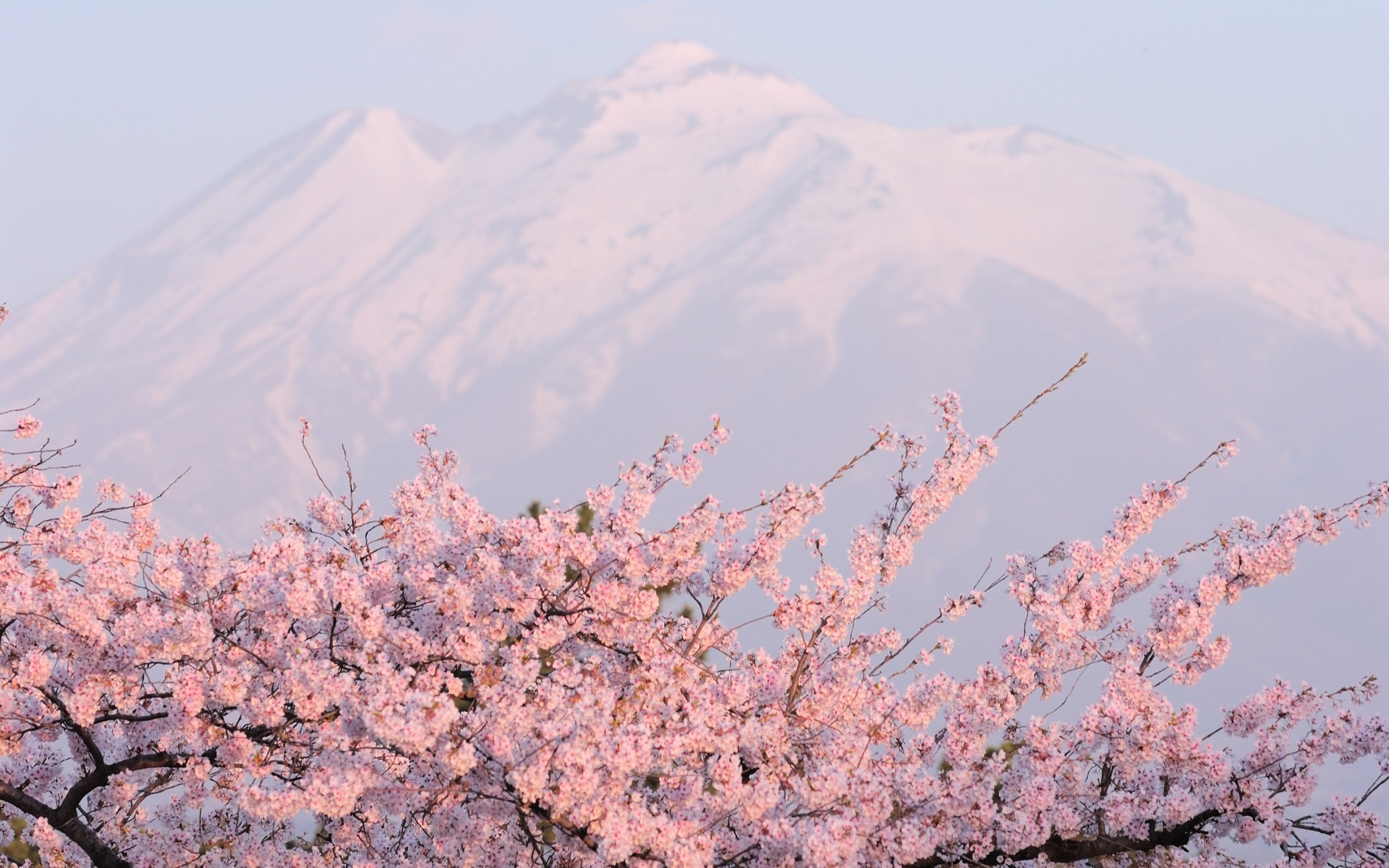 Координаты сакуры. Цветение персика Южная Корея. Черри блоссом гора. Черри блоссом дерево. Китай горы Сакура.