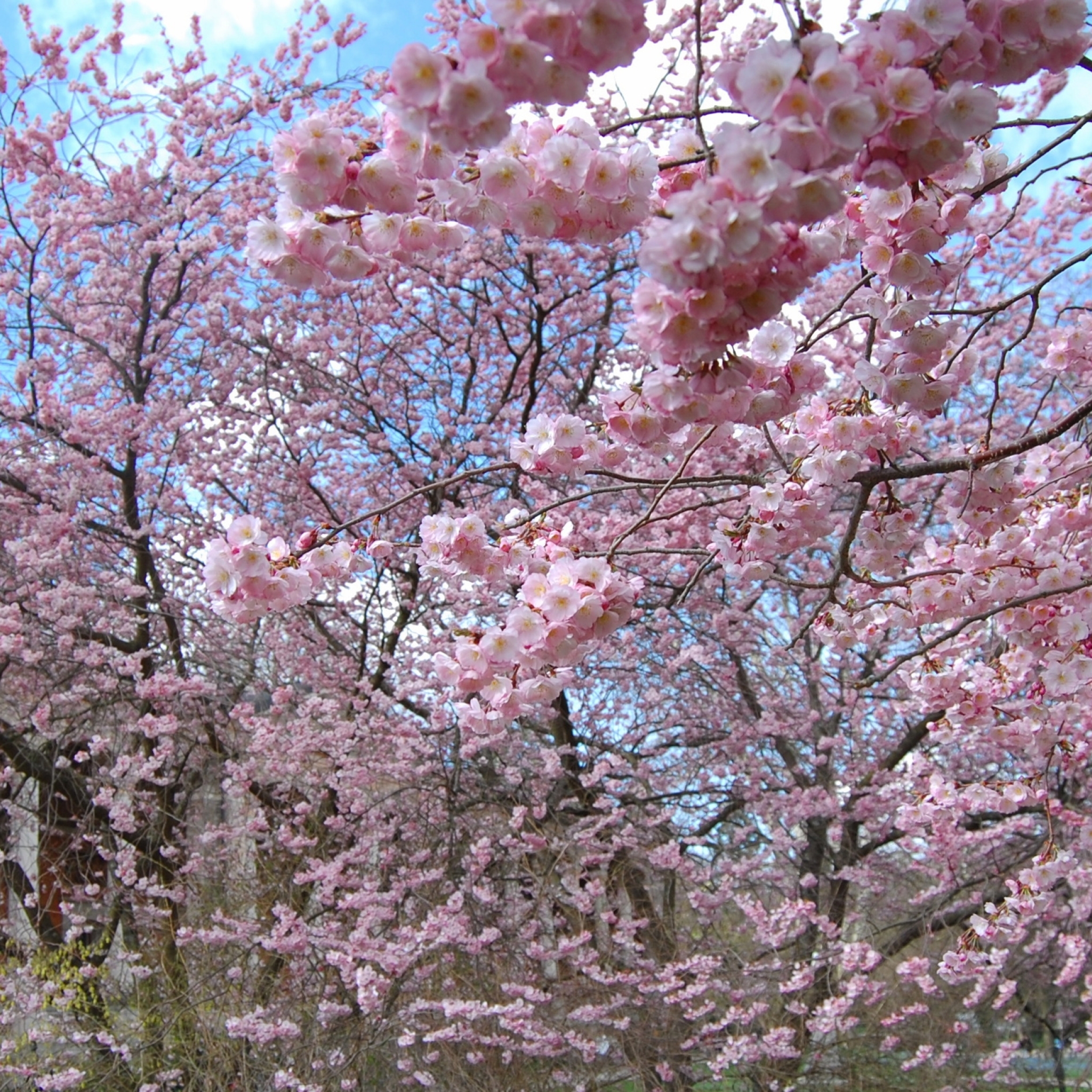 63 май. Цветущие деревья. Весеннее дерево.