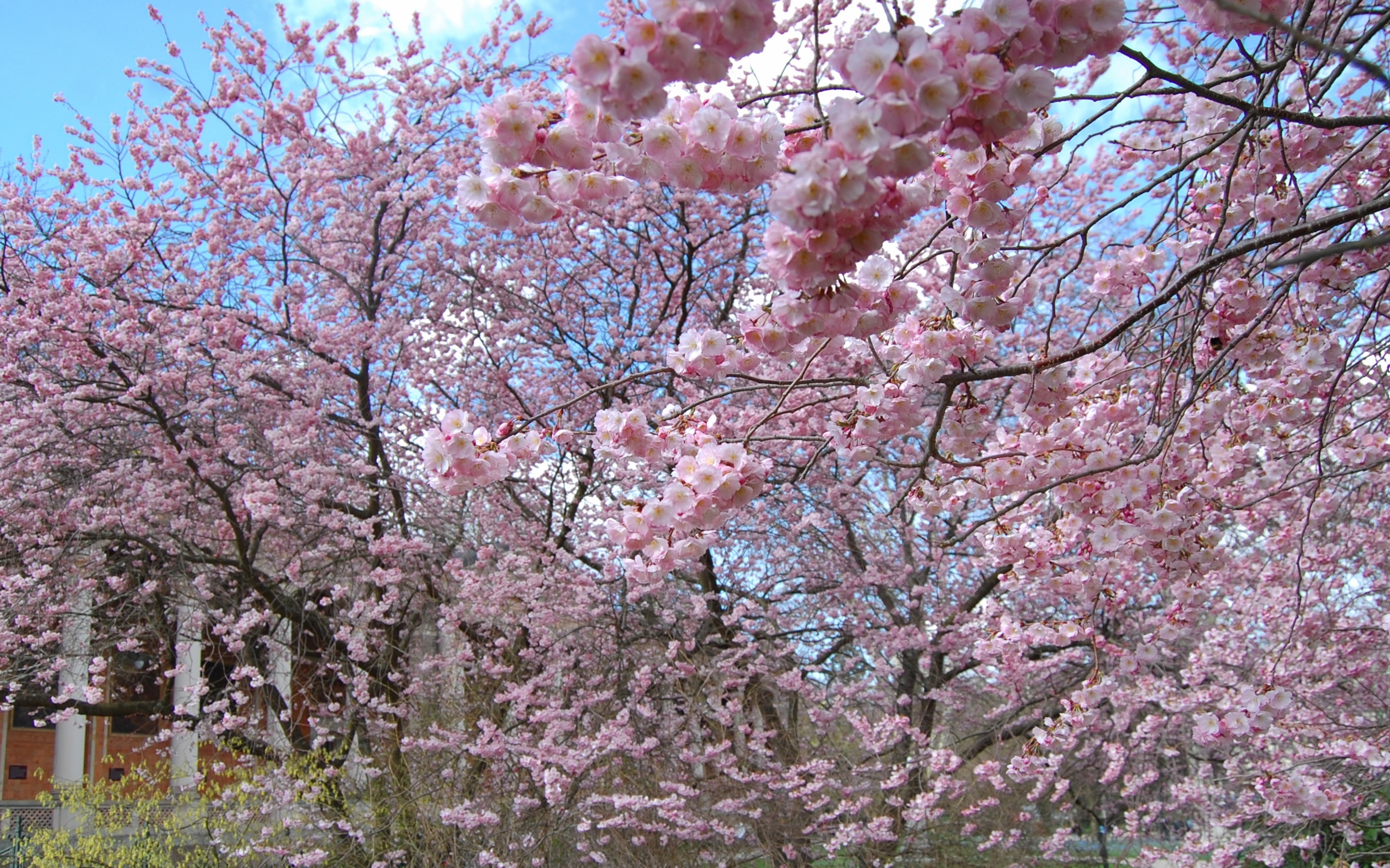 Spring tree. Япония Сакура. Сакура Койо-но-май. Вишня Саржента. Сакура Ошидори.