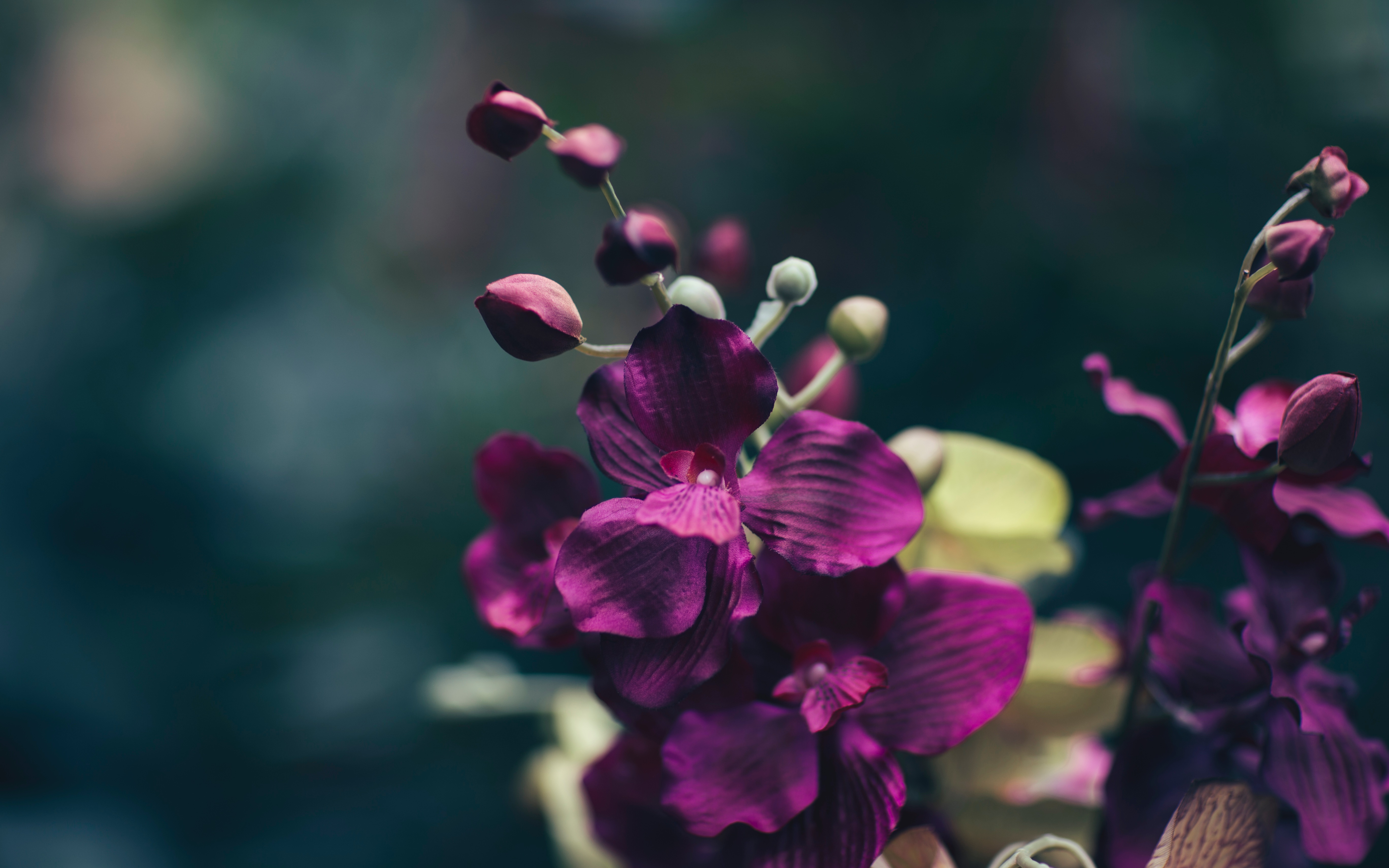 flower, violet, petals Wallpaper, HD Flowers 4K Wallpapers, Images