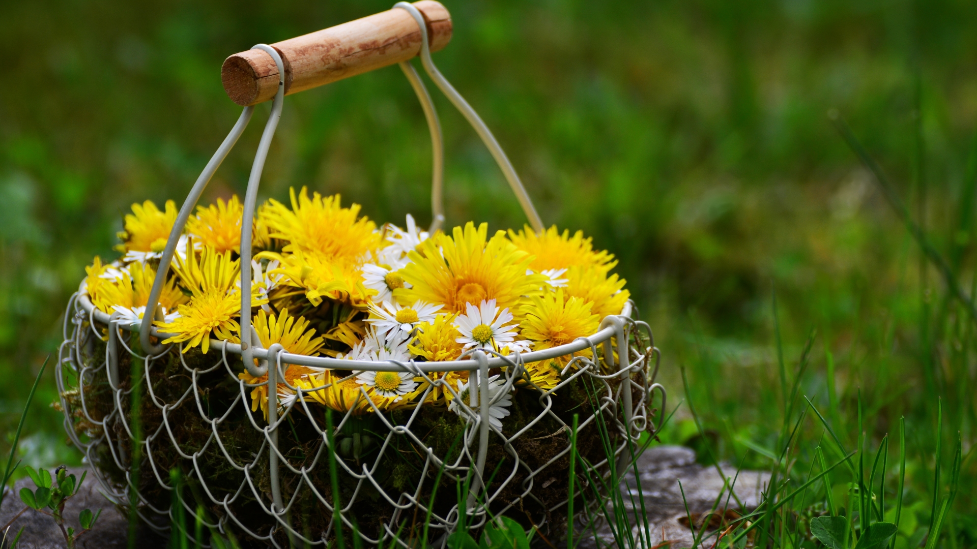 1920x1080 flowers, dandelions, basket 1080P Laptop Full HD Wallpaper, HD  Flowers 4K Wallpapers, Images, Photos and Background - Wallpapers Den