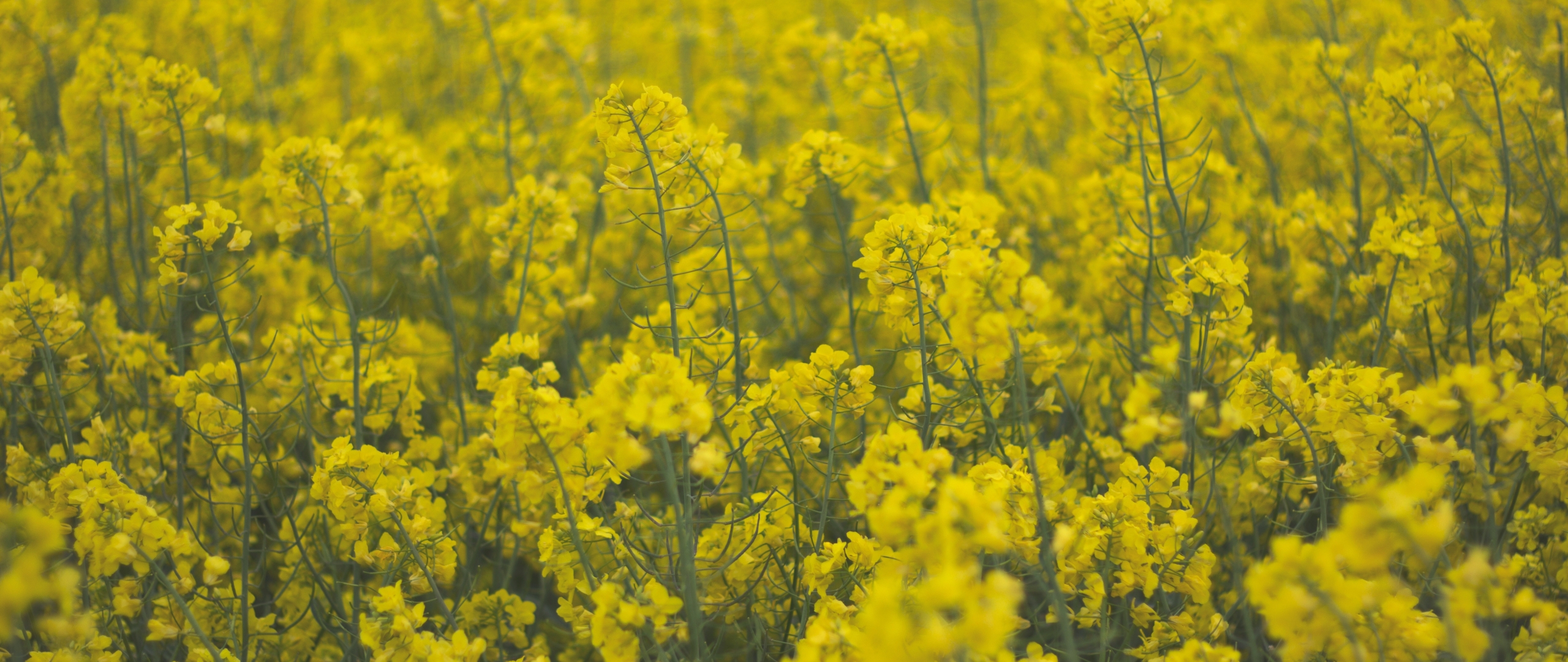 2560x1080 Flowers Field Yellow 2560x1080 Resolution Wallpaper Hd Nature 4k Wallpapers Images