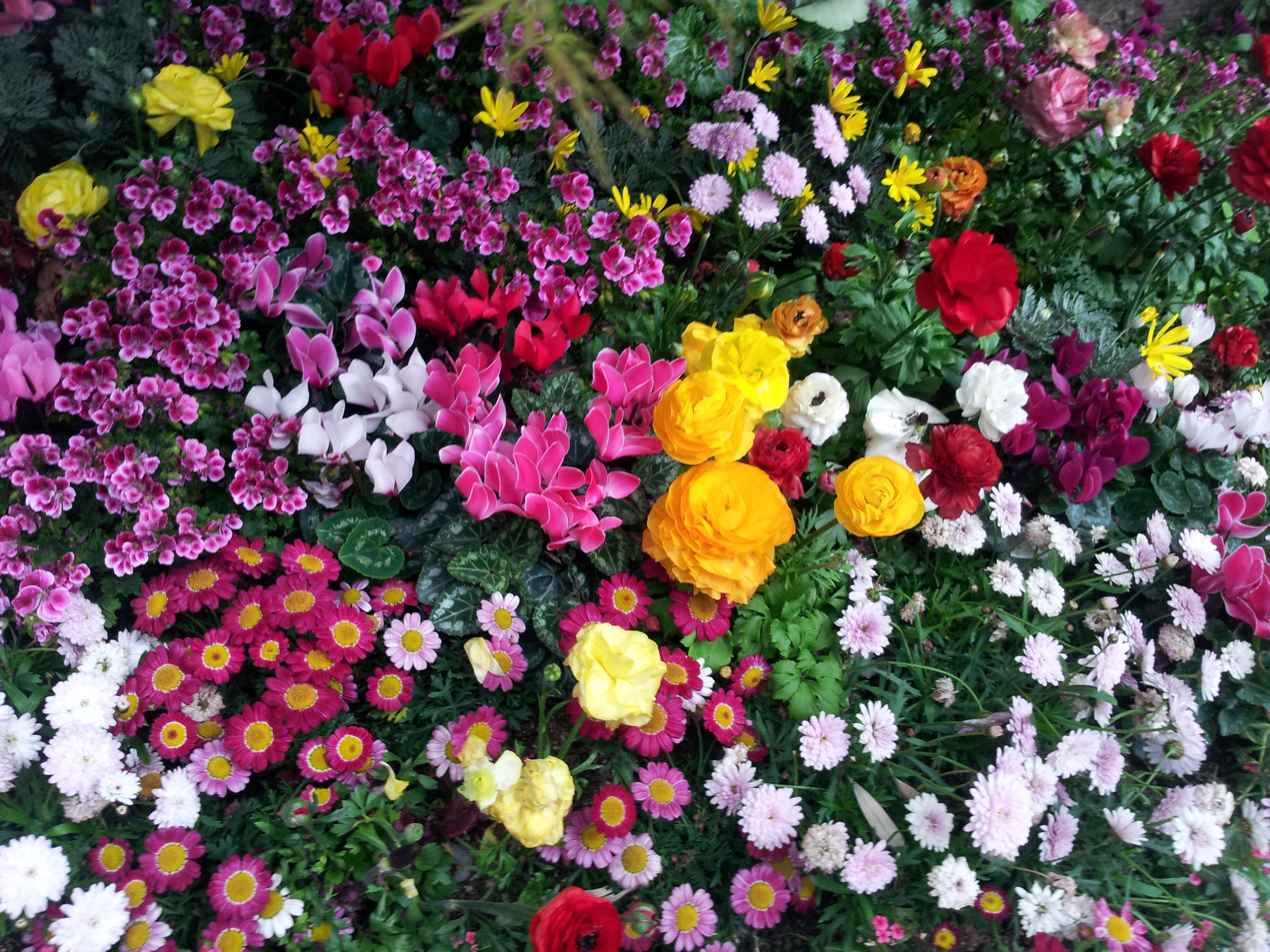 Много цветов