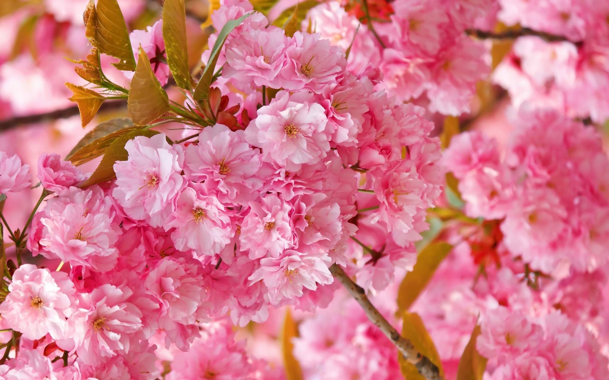 Paling populer 20 Wallpaper Warna  Pink Flower Rona 