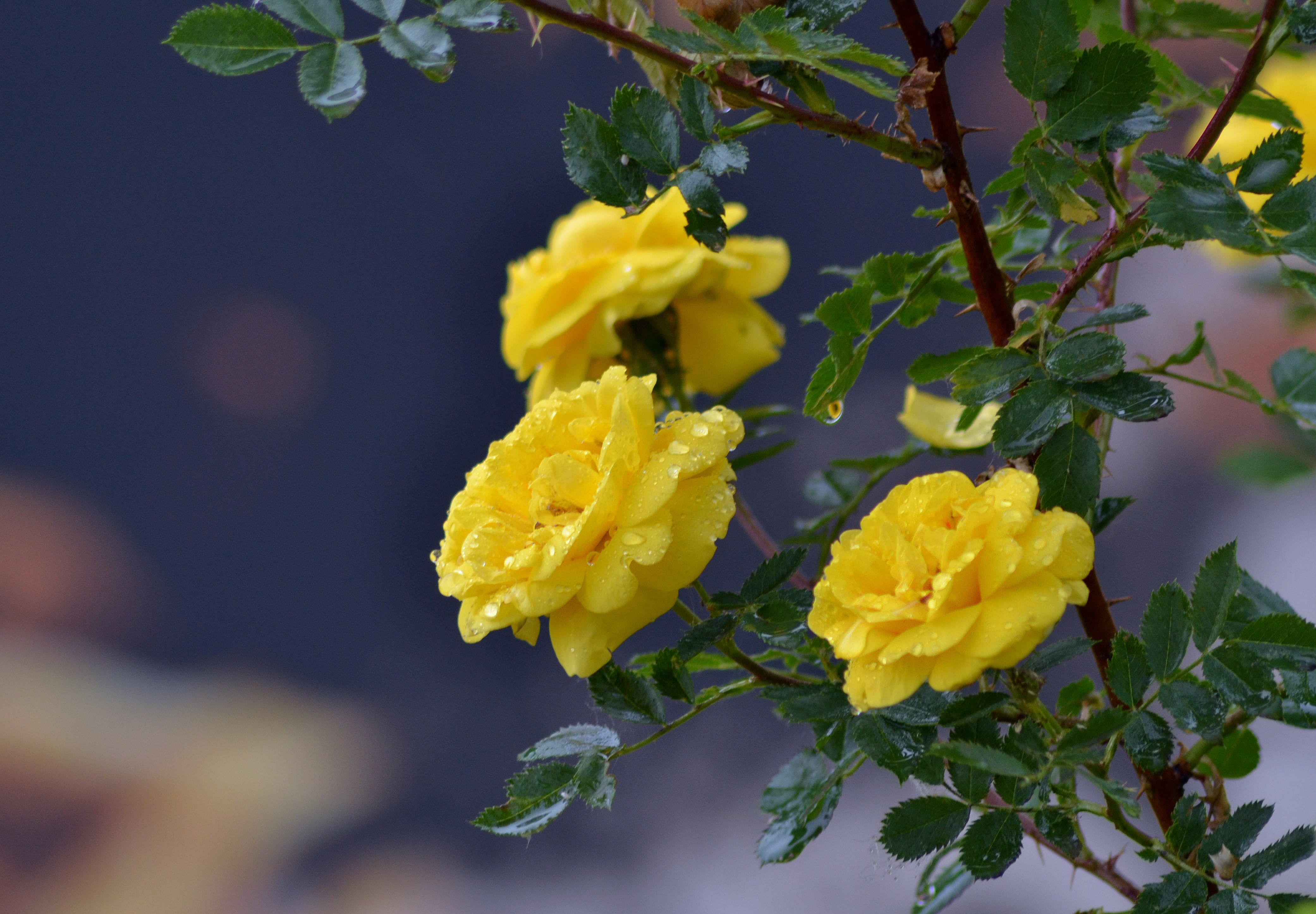 природа желтая роза цветы скачать