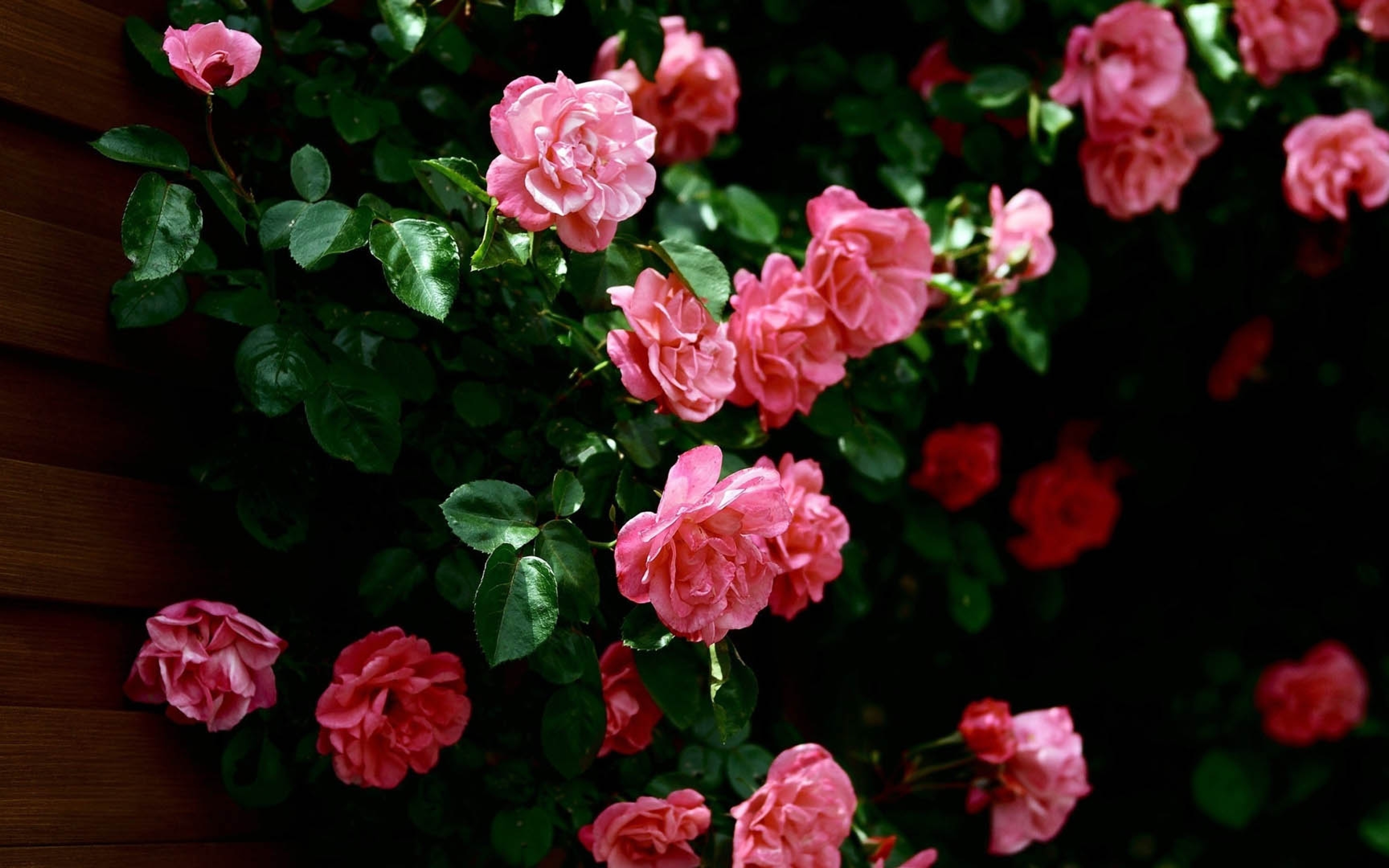 Бесплатные заставки розы на заставку телефона. Куст розы Мелроуз. Флорибунда Камелия. Куст розы Хельмут. Красивый розовый куст.