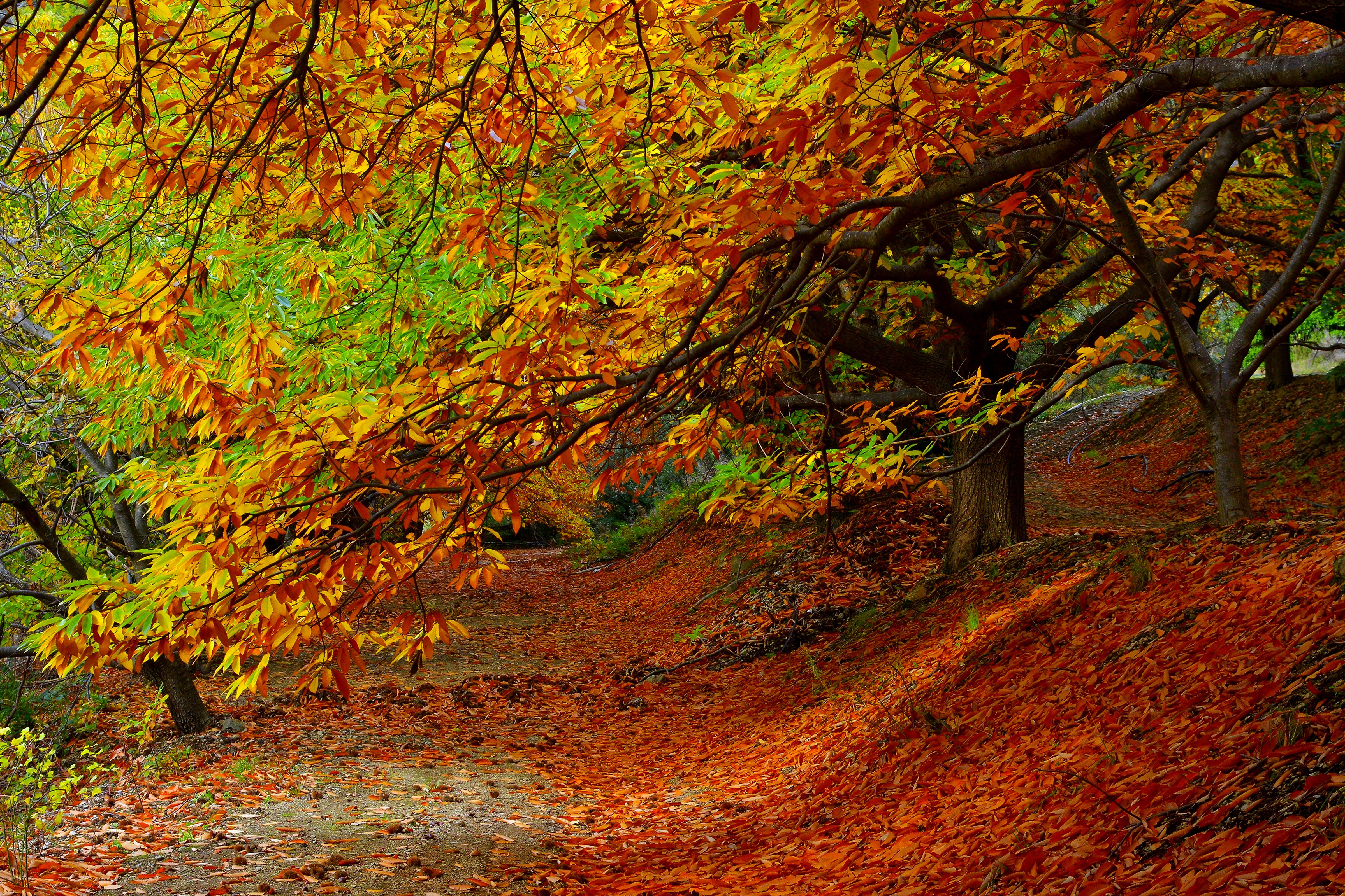 природа осень листья деревья nature autumn leaves trees без смс