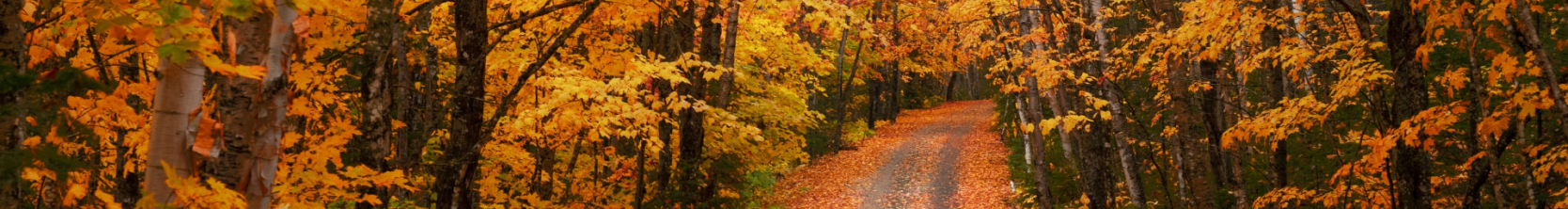 1668x222 Resolution Forest, Trees, Pathway 1668x222 Resolution