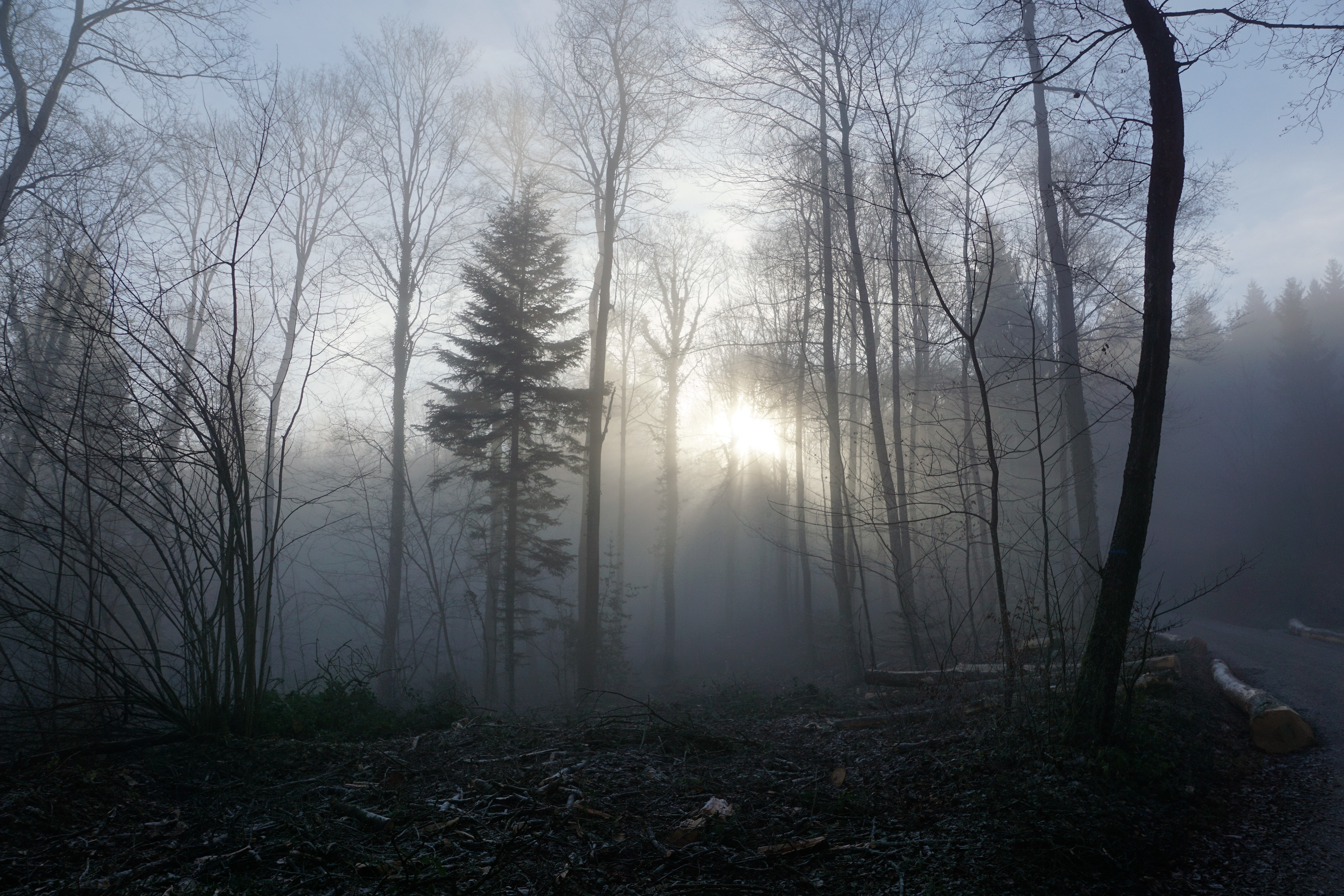 forest, fog, trees Wallpaper, HD Nature 4K Wallpapers, Images, Photos