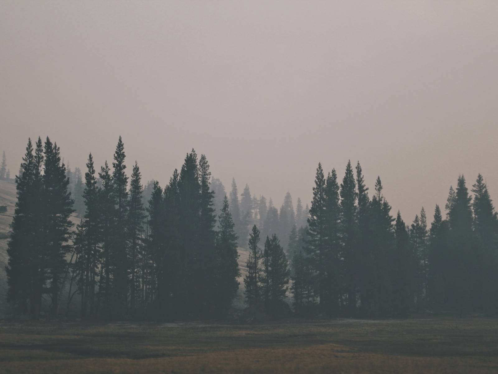 Лес туман холм без смс