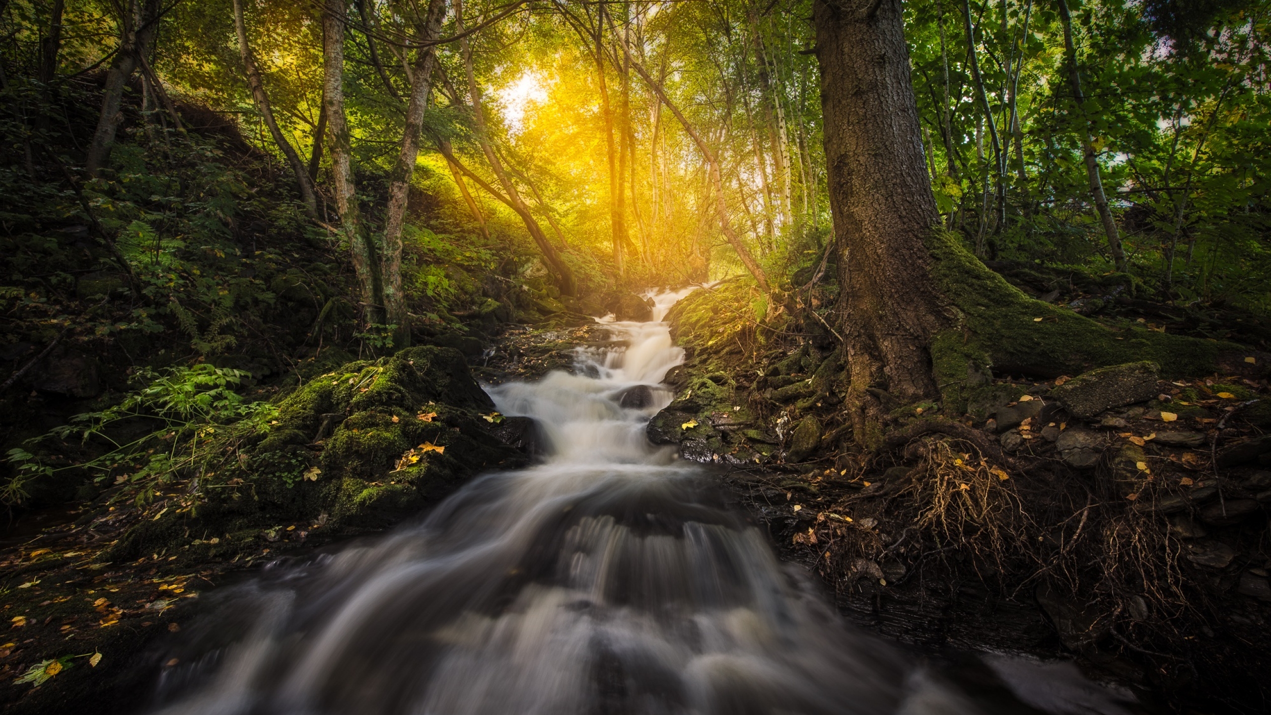 2560x1440 Resolution Forest Nature Sunbeam Trees Reflection 1440p Resolution Wallpaper