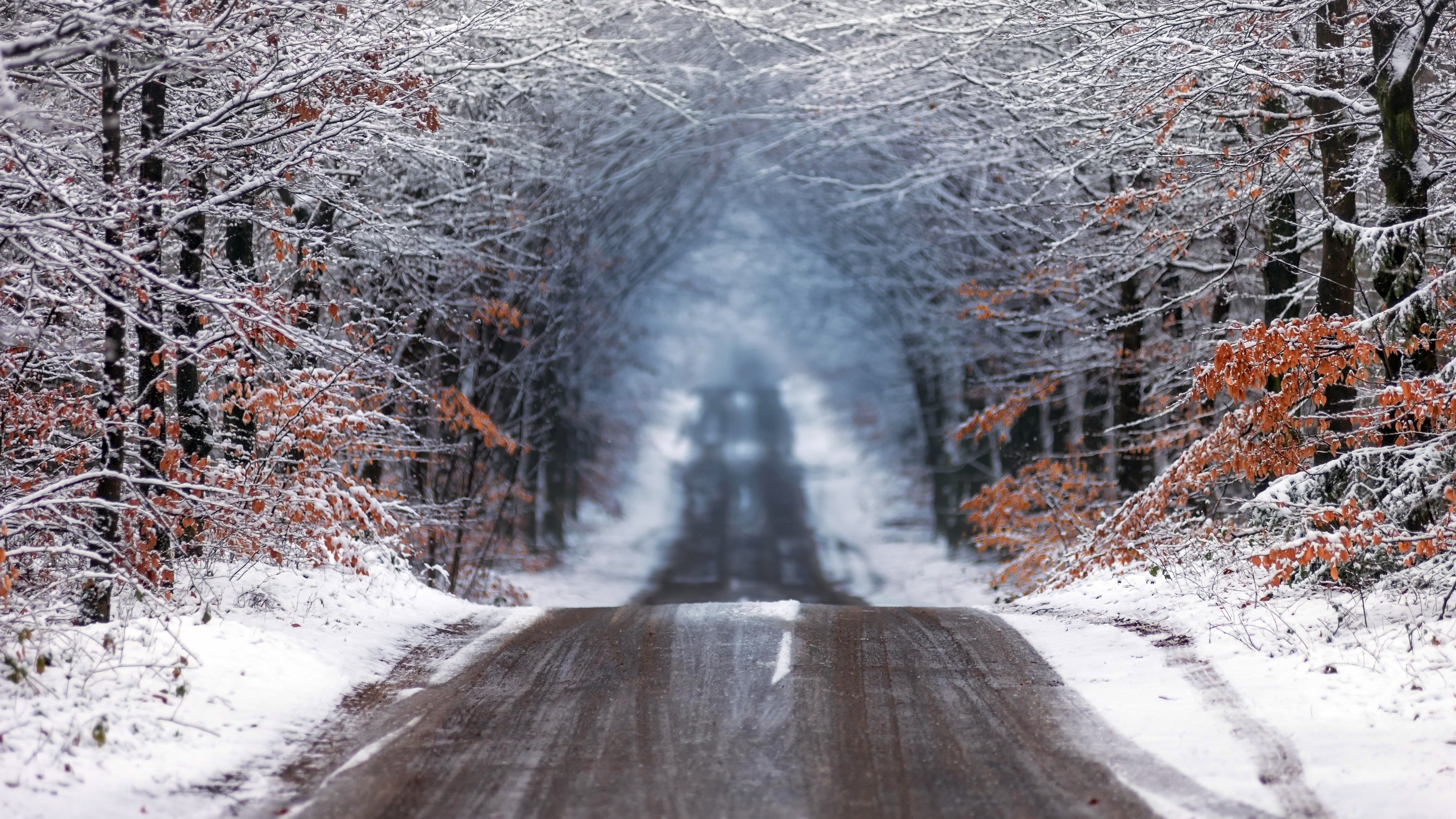 Forest Road in Winter Wallpaper, HD Nature 4K Wallpapers, Images, Photos  and Background - Wallpapers Den