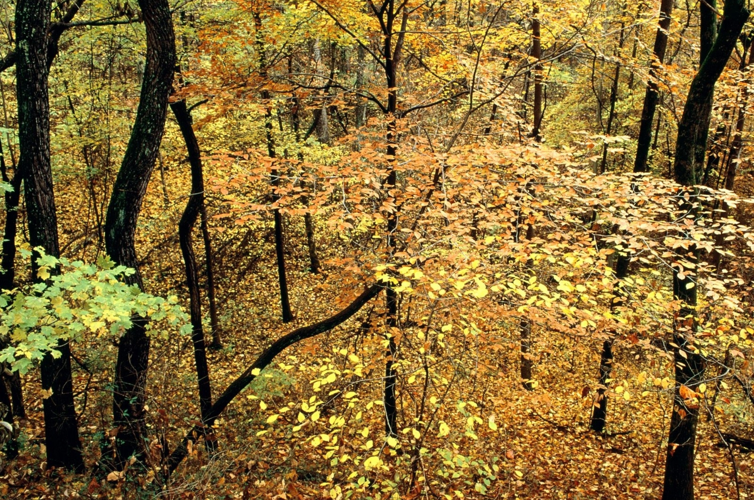 Виды осеннего леса