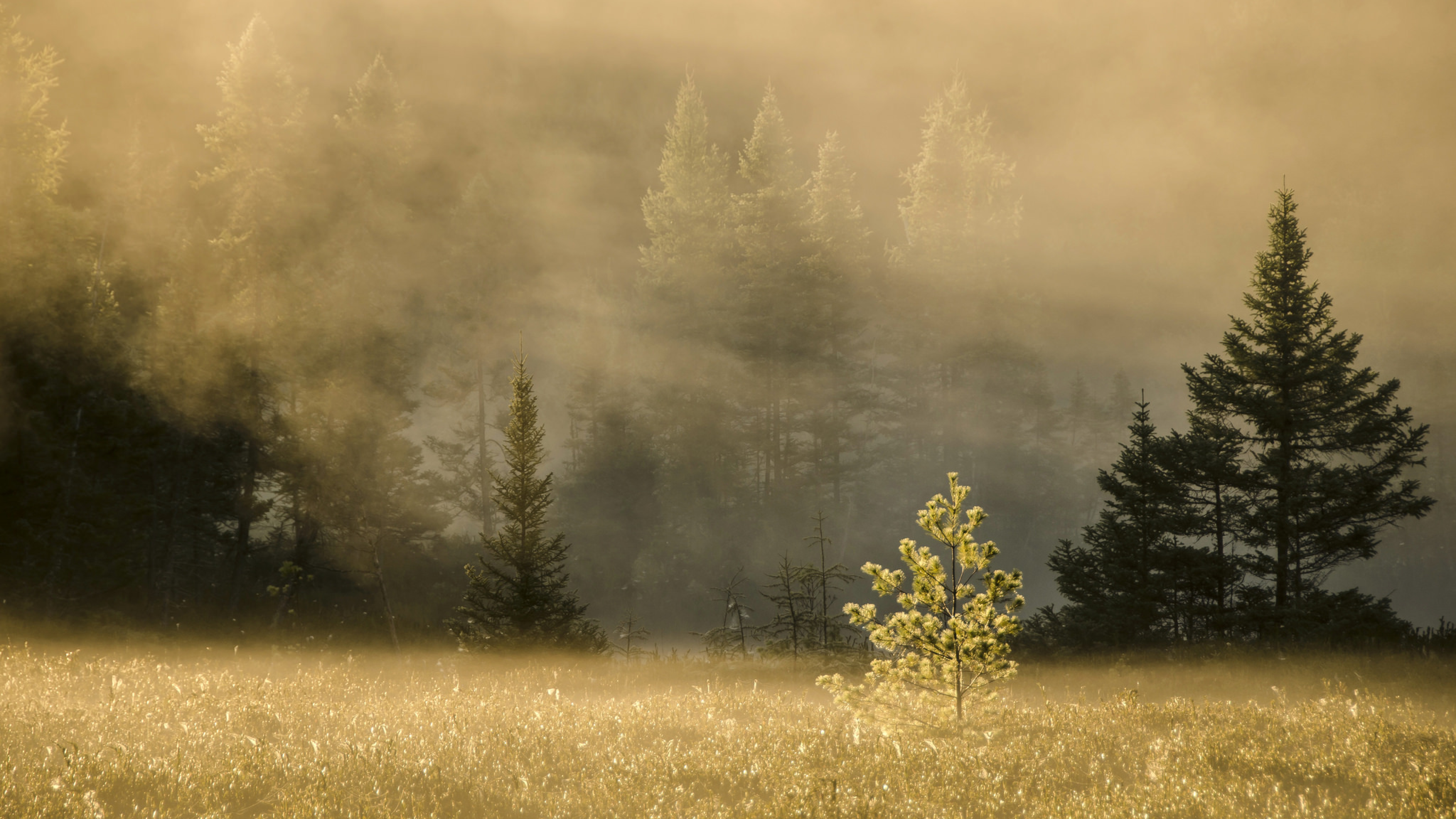 природа трава деревья утро туман загрузить