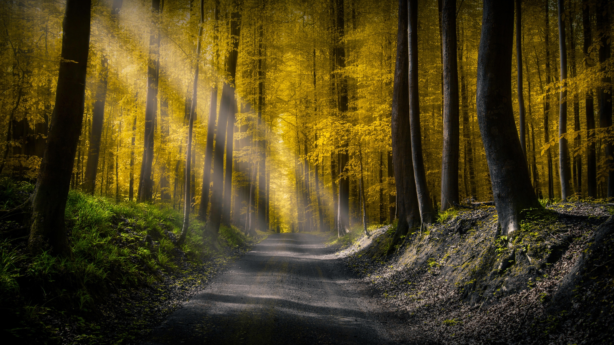 2560x1440 Forests Roads Rays Of Light 1440p Resolution Wallpaper Hd