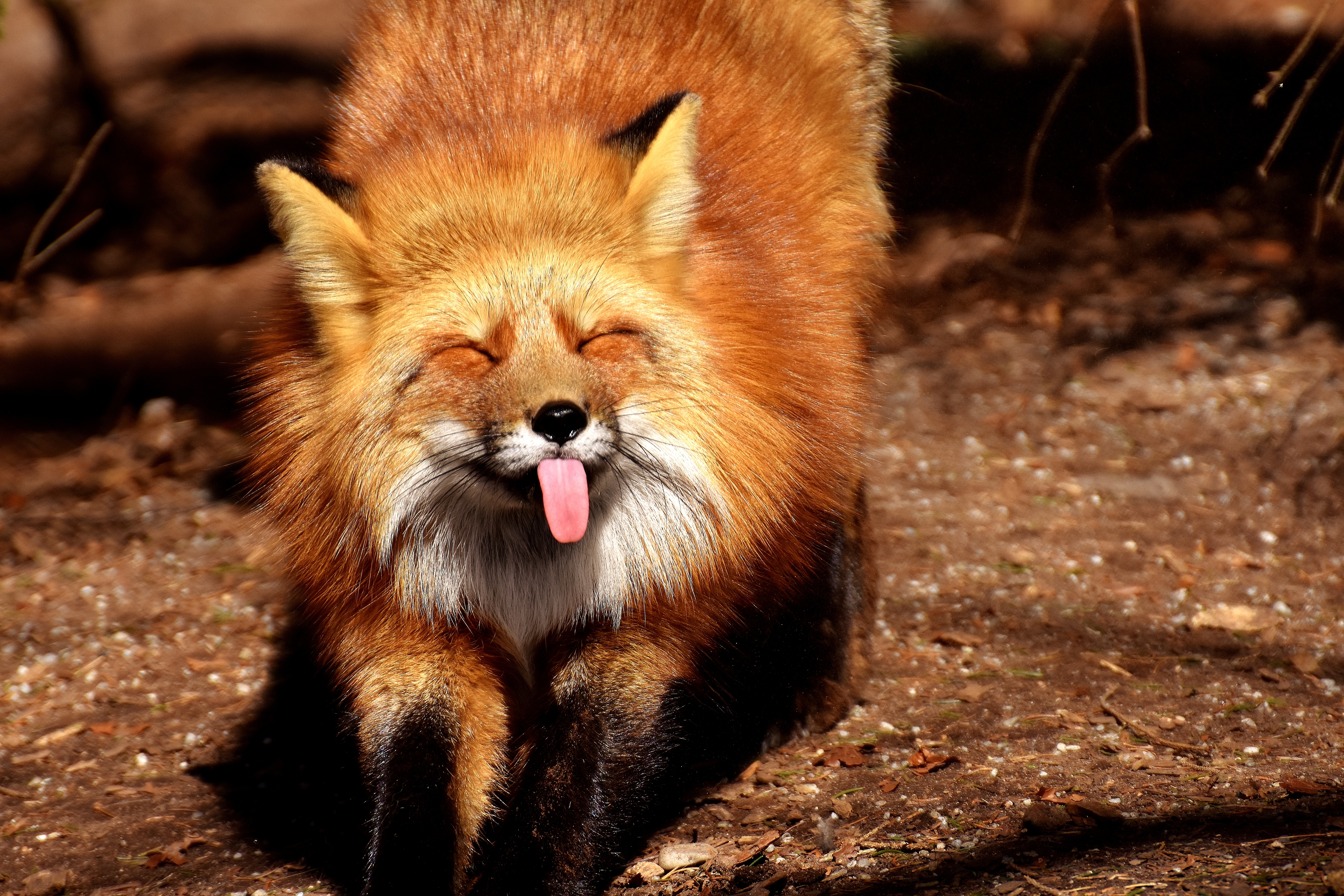 Download Fox, Funny, Protruding Tongue 1366x768 Resolution ...