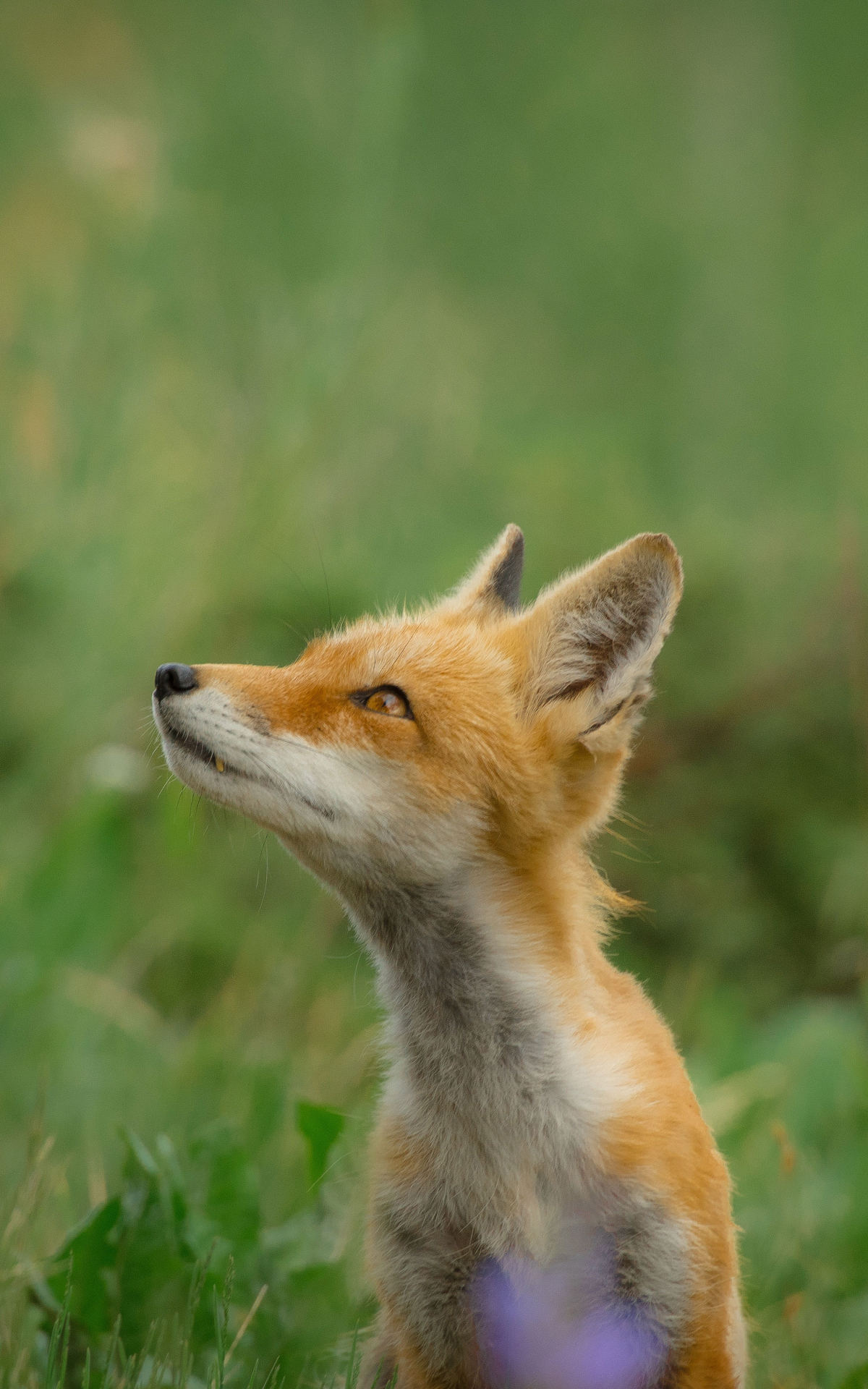 1200x1920 Fox In Wild Field 1200x1920 Resolution Wallpaper, HD Animals