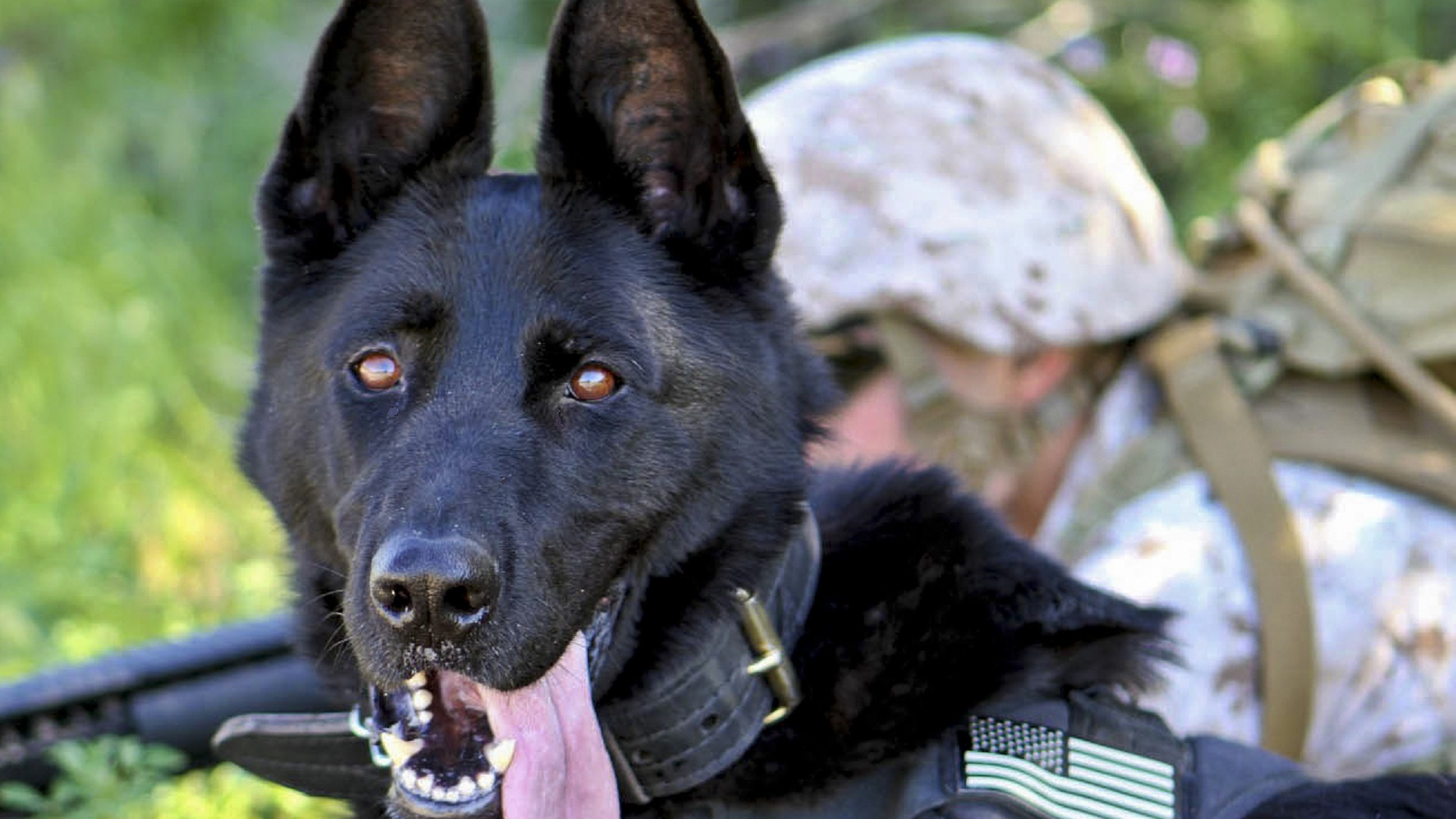 3840x2160 german shepherd, dog, military 4K Wallpaper, HD Animals 4K  Wallpapers, Images, Photos and Background - Wallpapers Den