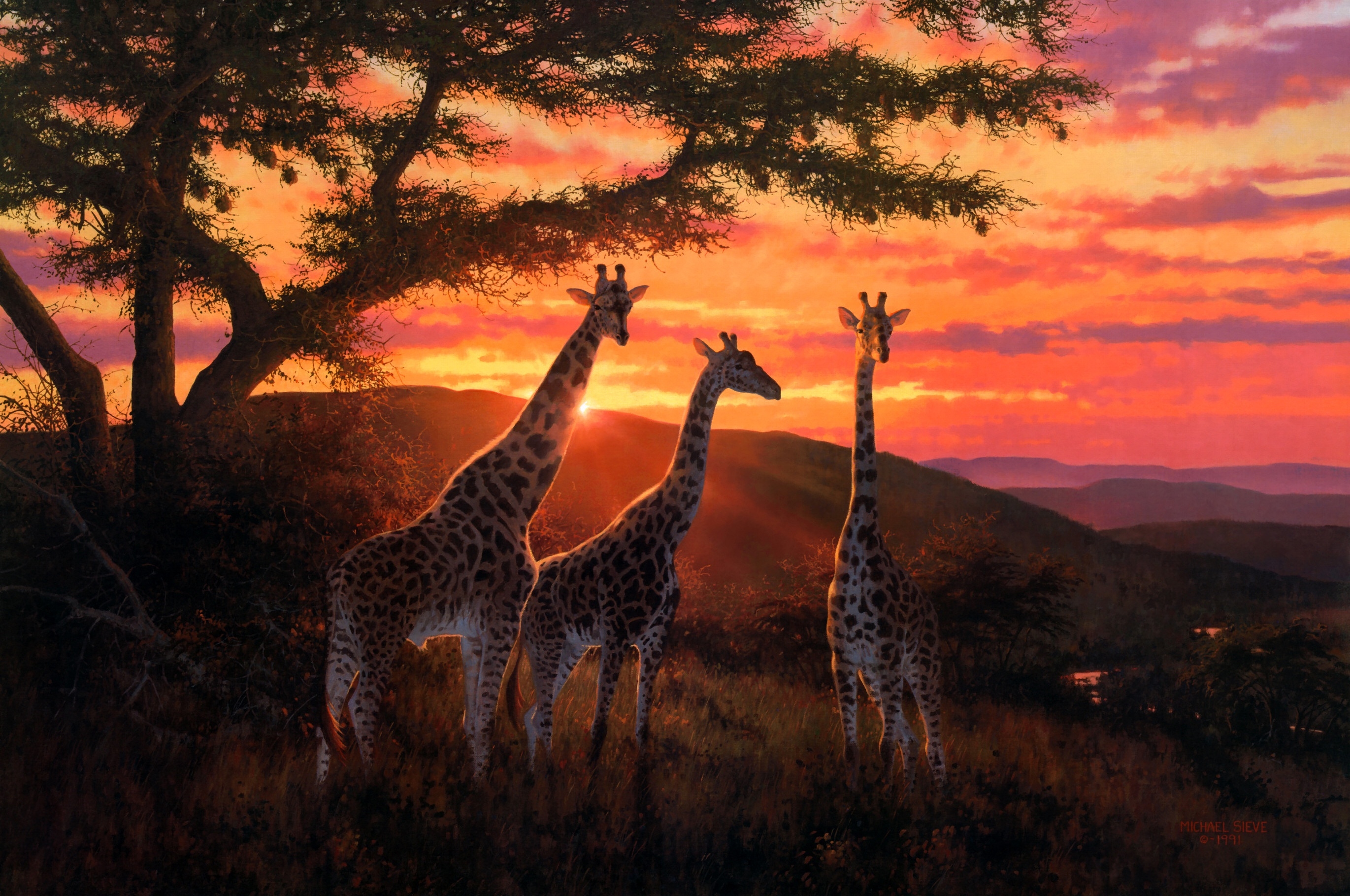 Download Giraffe wallpapers for mobile phone free Giraffe HD pictures