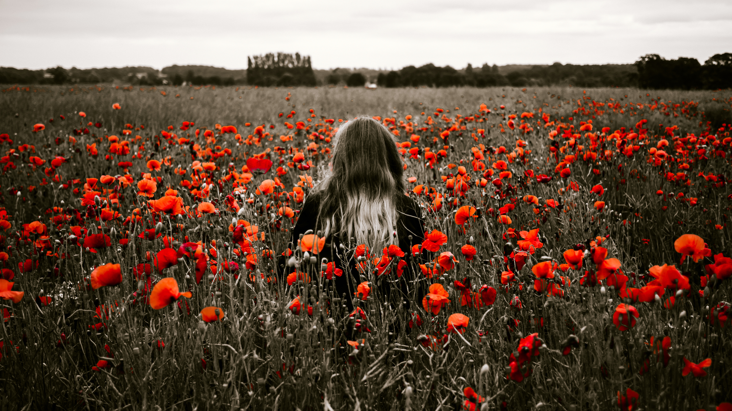 2560x1440 Resolution Girl Field Poppies 1440p Resolution Wallpaper Wallpapers Den 