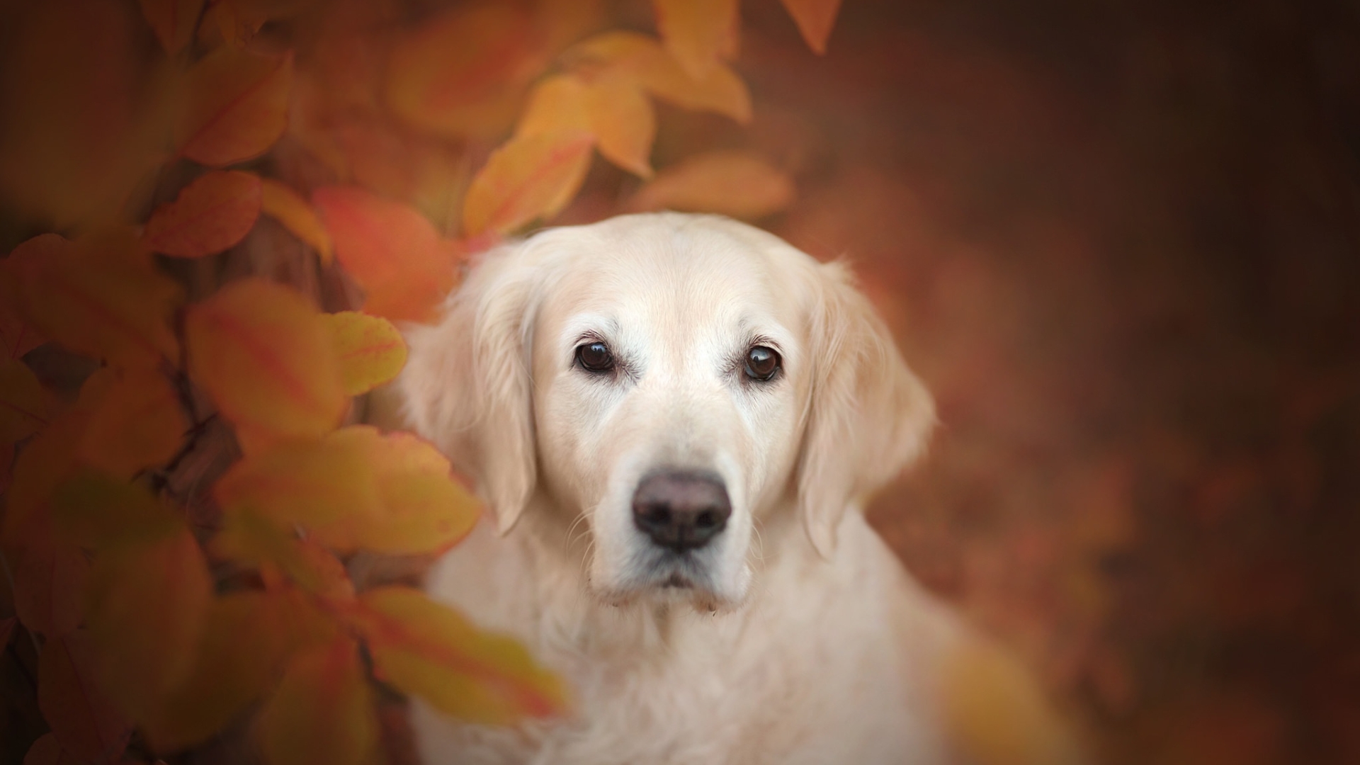 Golden Retriever Dog, Full HD 2K Wallpaper