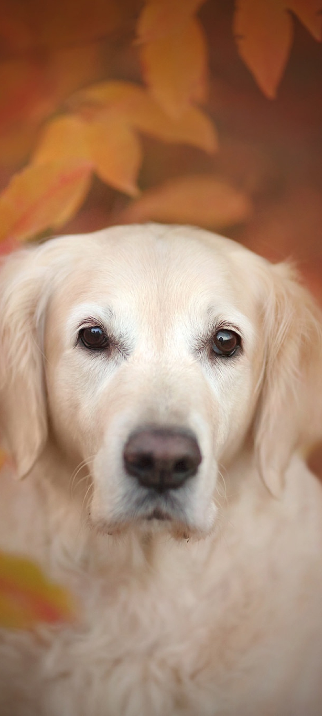1080x2400 Golden Retriever Dog 1080x2400 Resolution Wallpaper, HD Animals  4K Wallpapers, Images, Photos and Background - Wallpapers Den