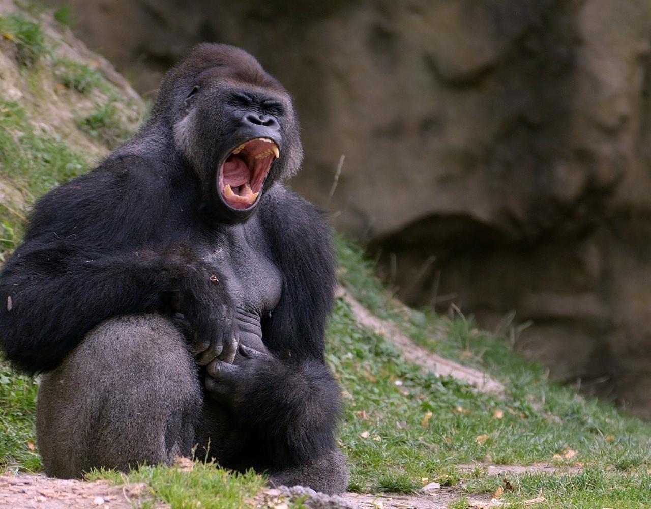 1280x1000-resolution-gorilla-black-monkey-1280x1000-resolution