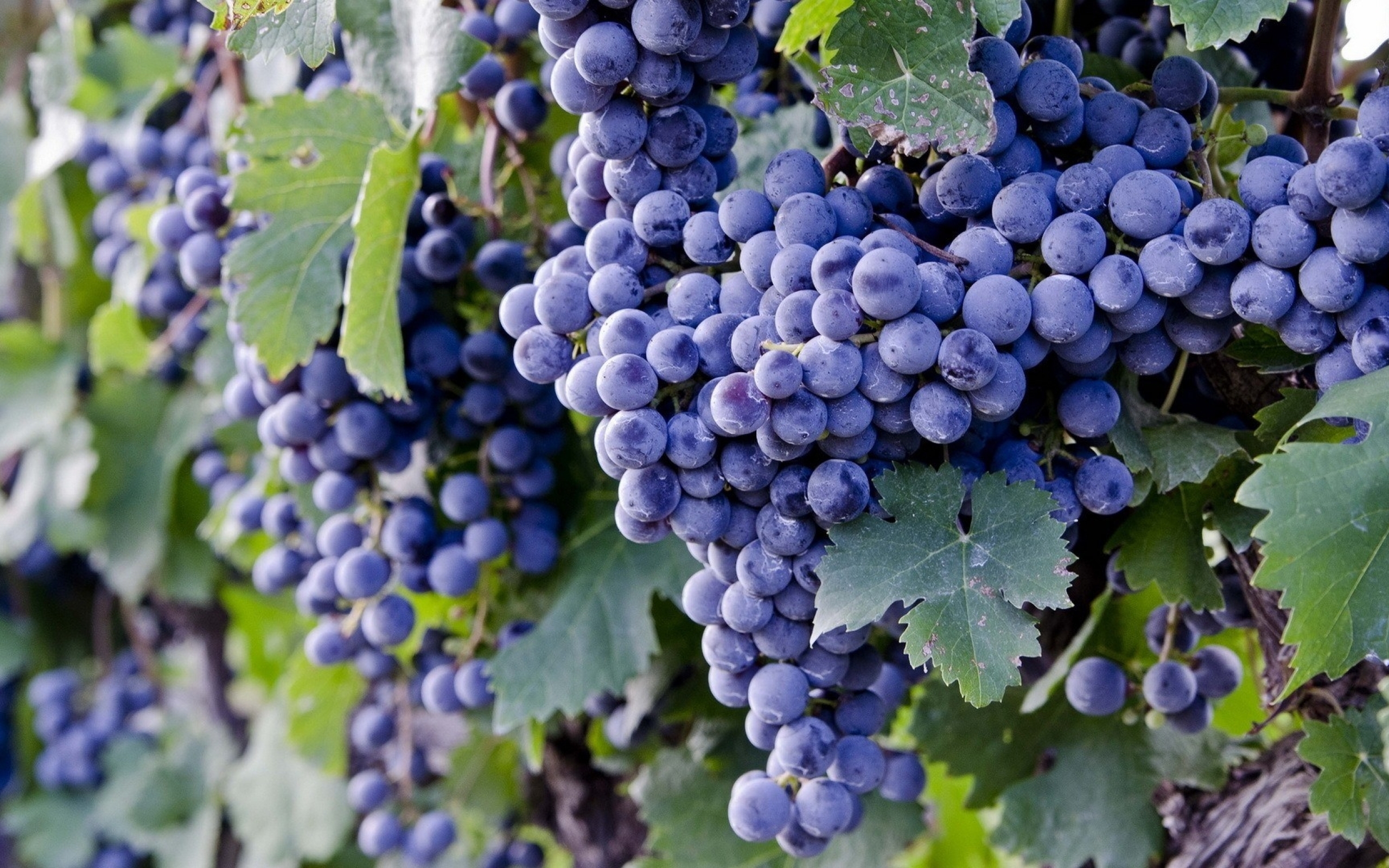 Различные сорта винограда без смс