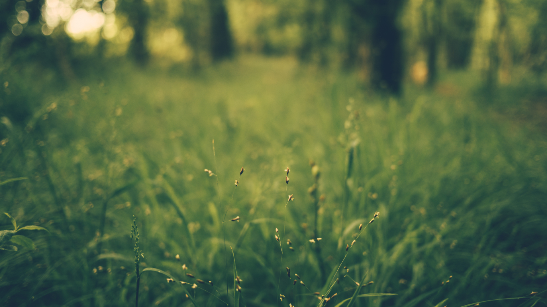 1920x1080 grass, blur, field 1080P Laptop Full HD Wallpaper, HD Nature 4K  Wallpapers, Images, Photos and Background - Wallpapers Den