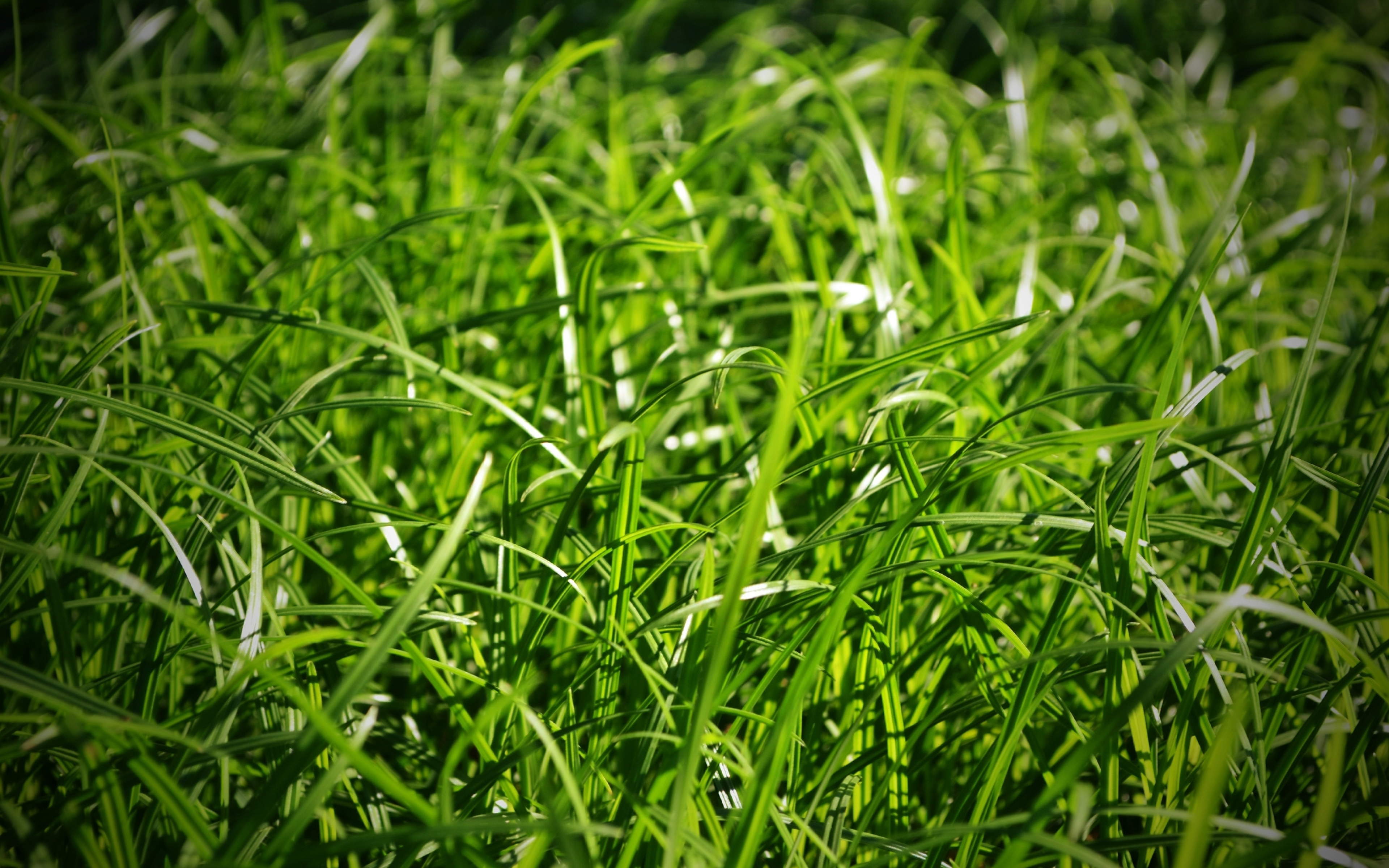 Трава зеле н нн а. Трава. Зеленая трава. Сочная трава. Фон травка.