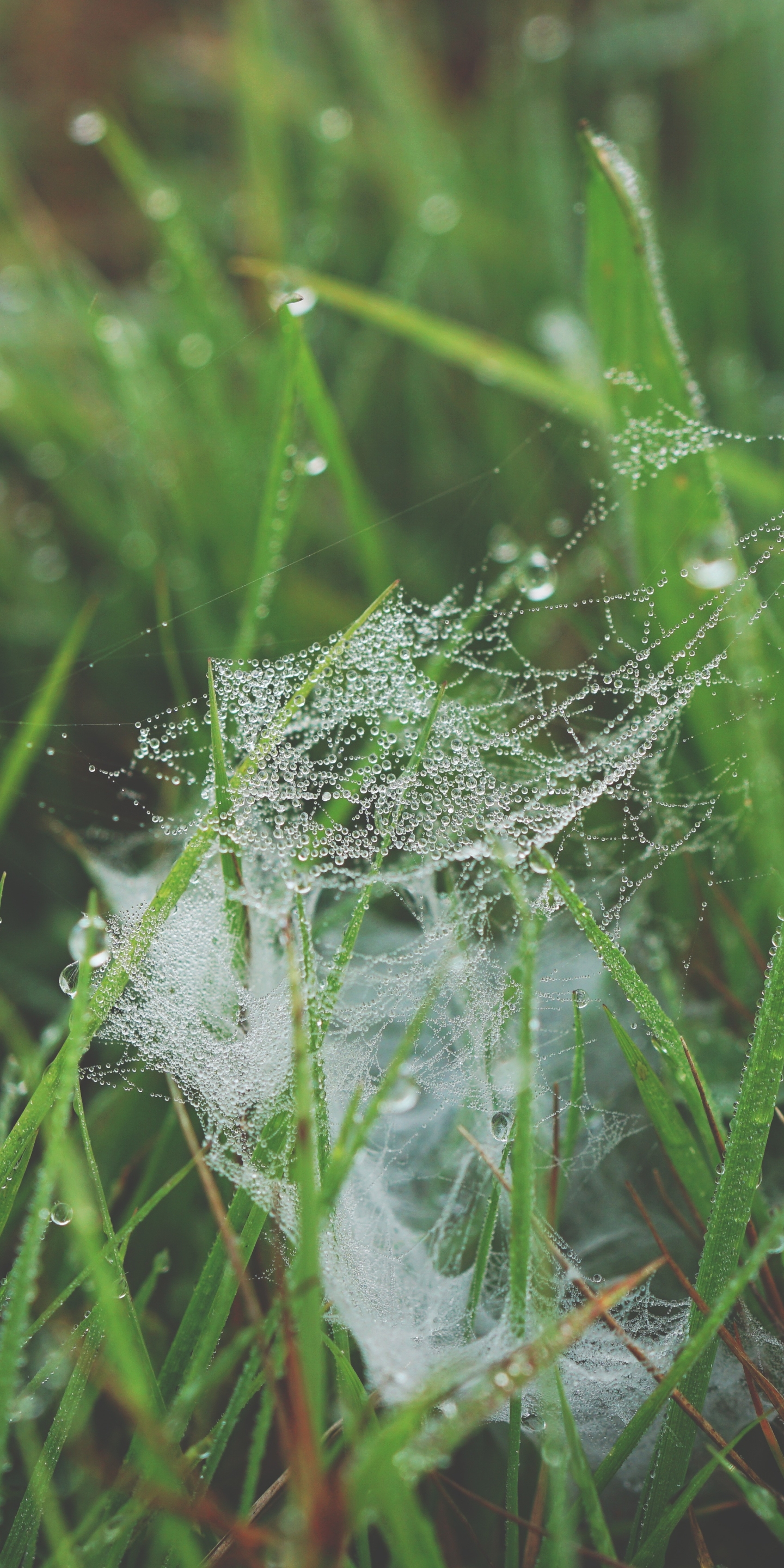 spider web wallpaper dew