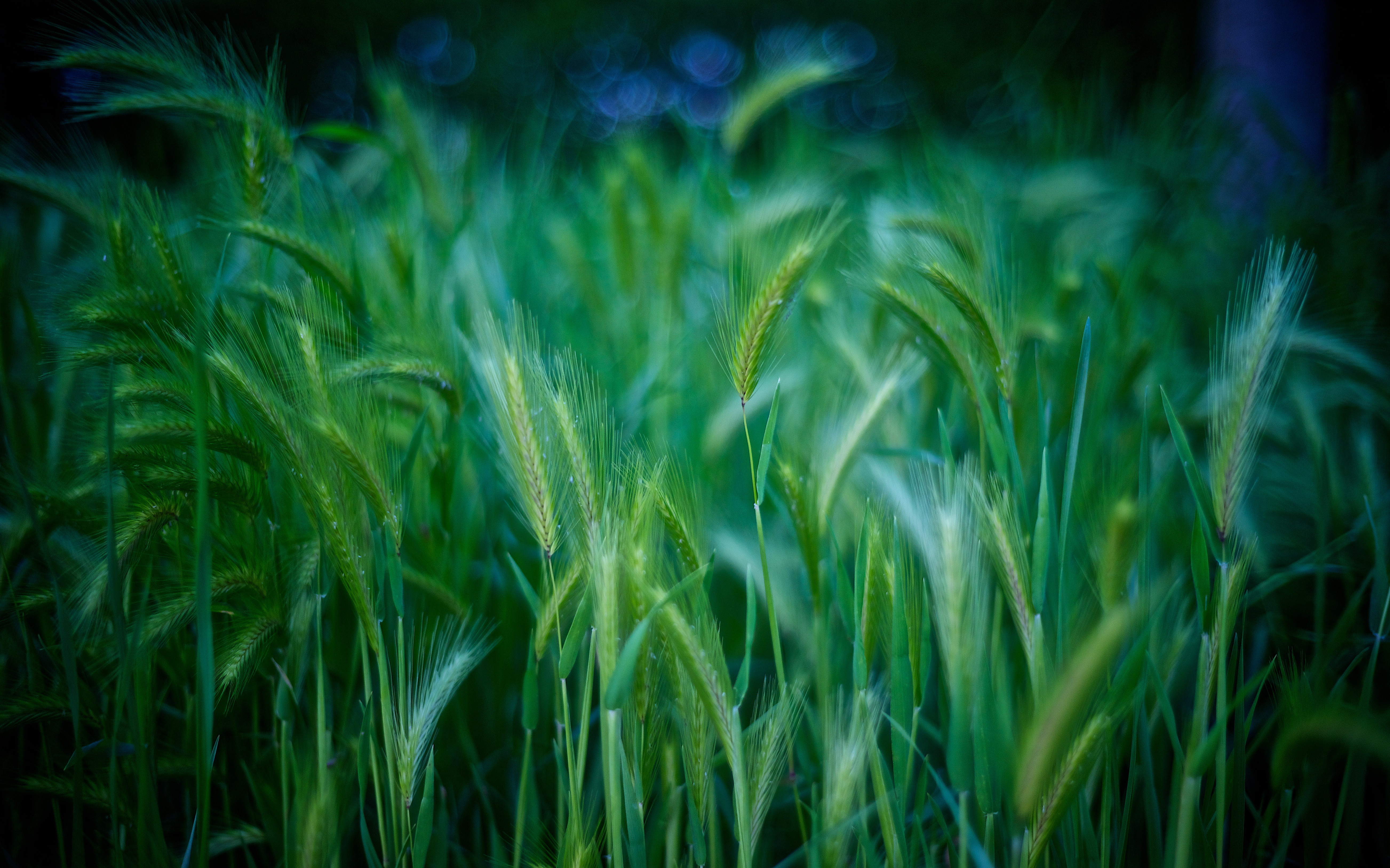 Grass Stalks Green Wallpaper Hd Nature 4k Wallpapers Images And Background Wallpapers Den 3120