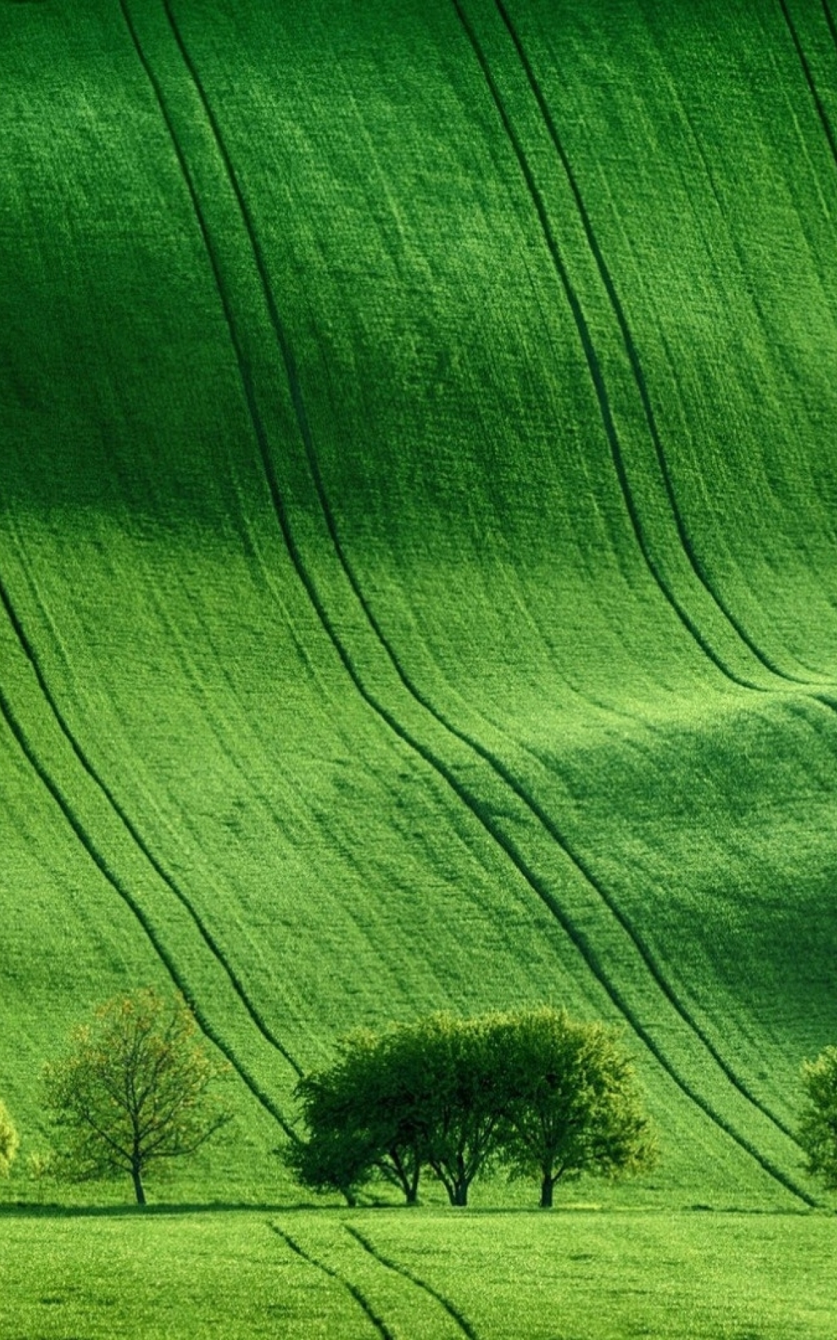 1200x1920 Green Meadow Field 1200x1920 Resolution Wallpaper, HD Nature