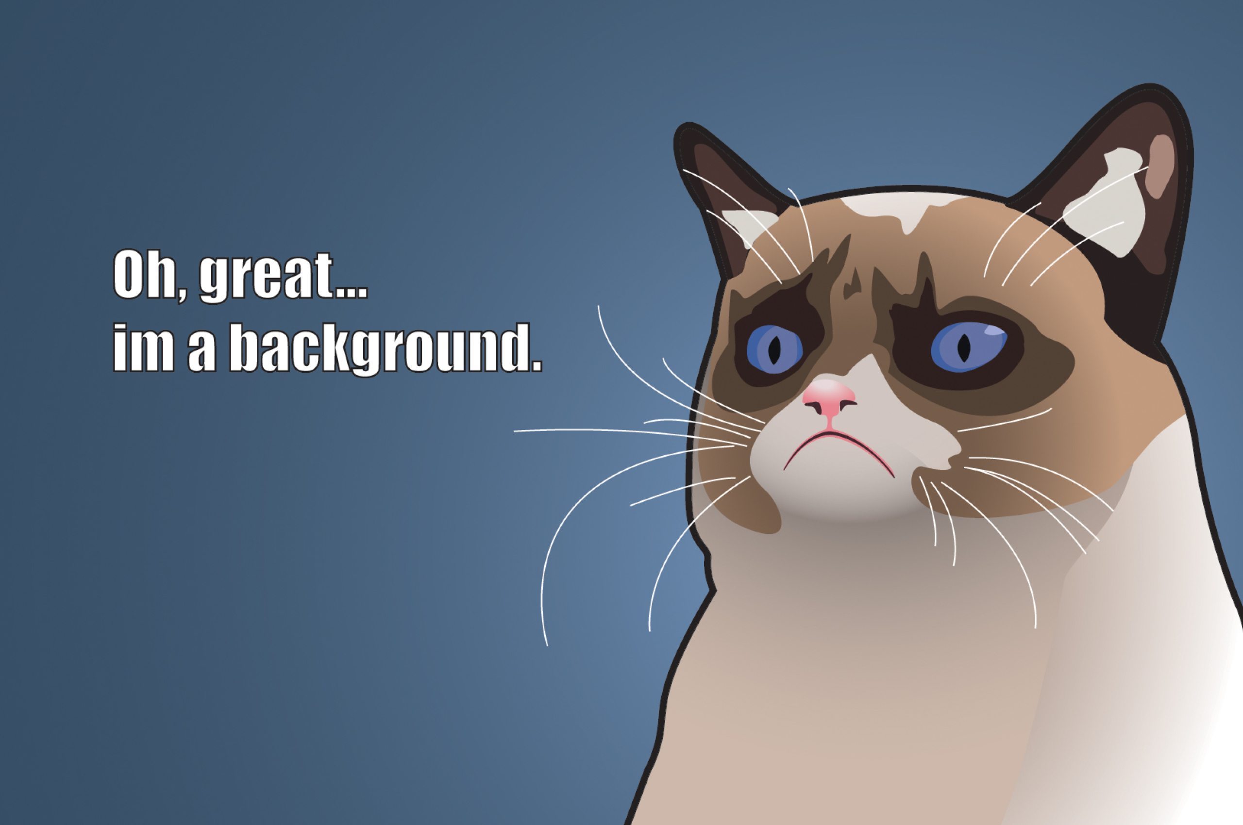 Обои котики мемы. Угрюмый кот. Недовольный кот. Мемы с котами на рабочий стол. Сердитый кот.