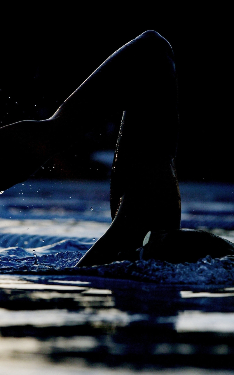 802x1282 Resolution hand, swimmer, swimming pool 802x1282 Resolution