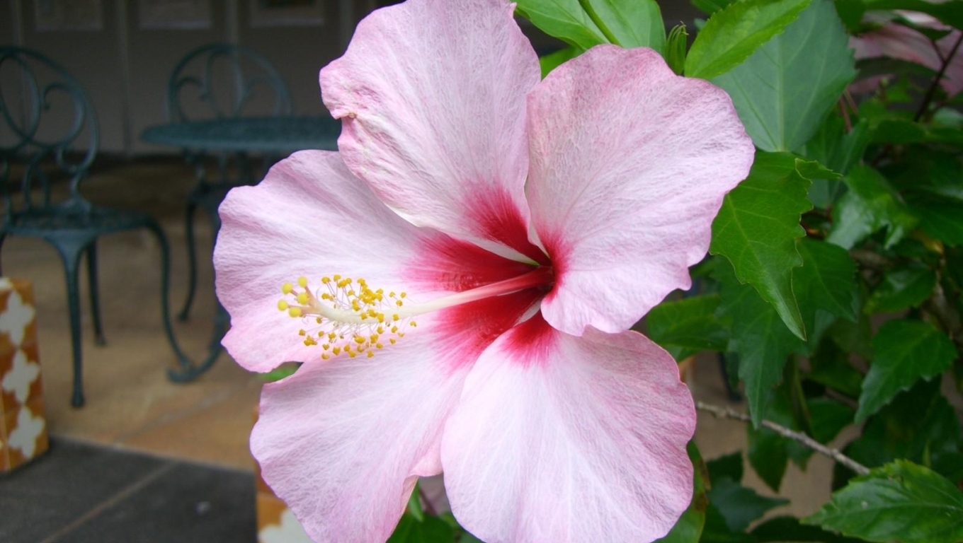 Featured image of post Hibiscus Wallpaper Laptop