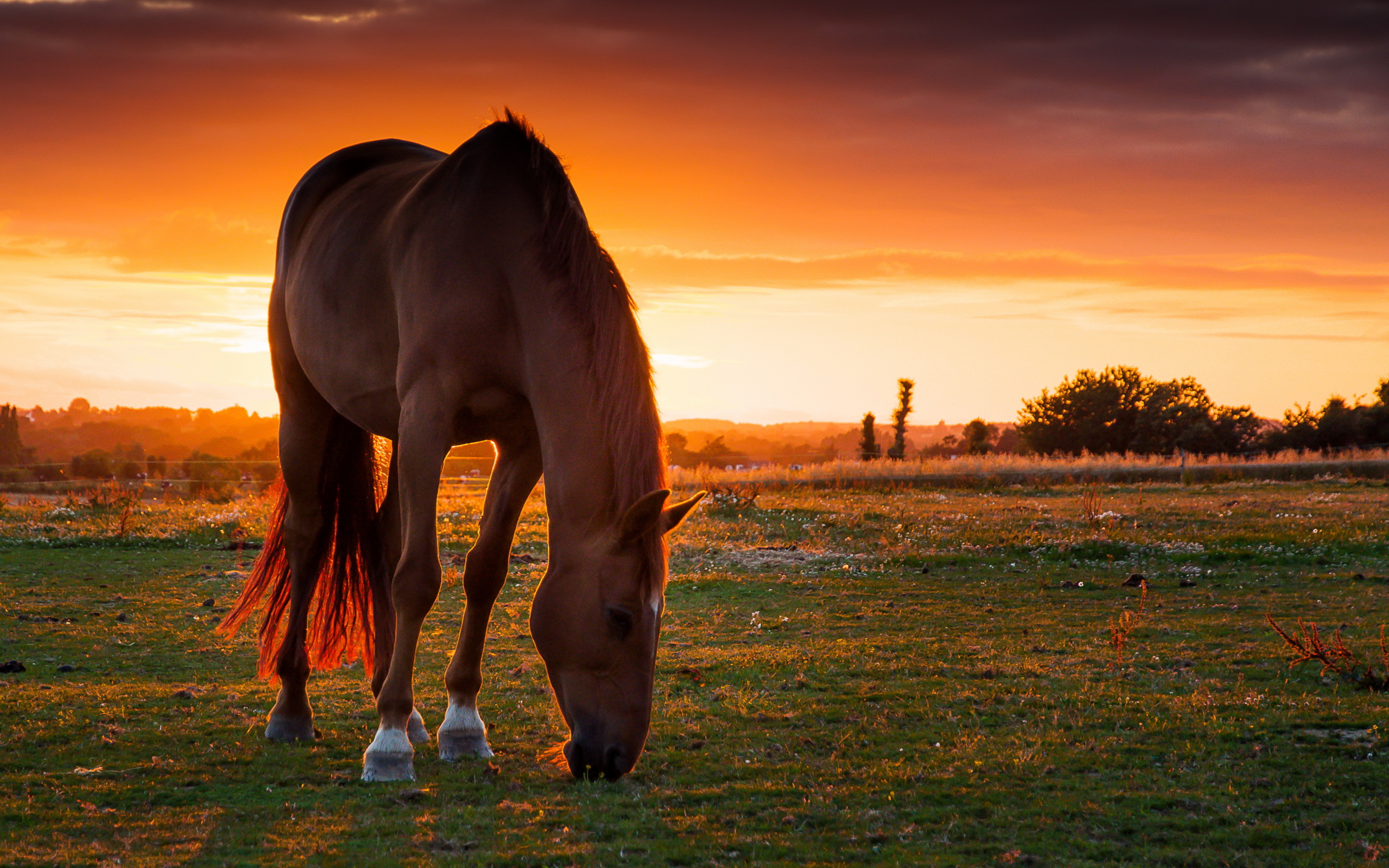 Картинки лошадей на заставку. Лошади на закате. Конь в поле. Лошади на рассвете. Лошади пасутся в поле.